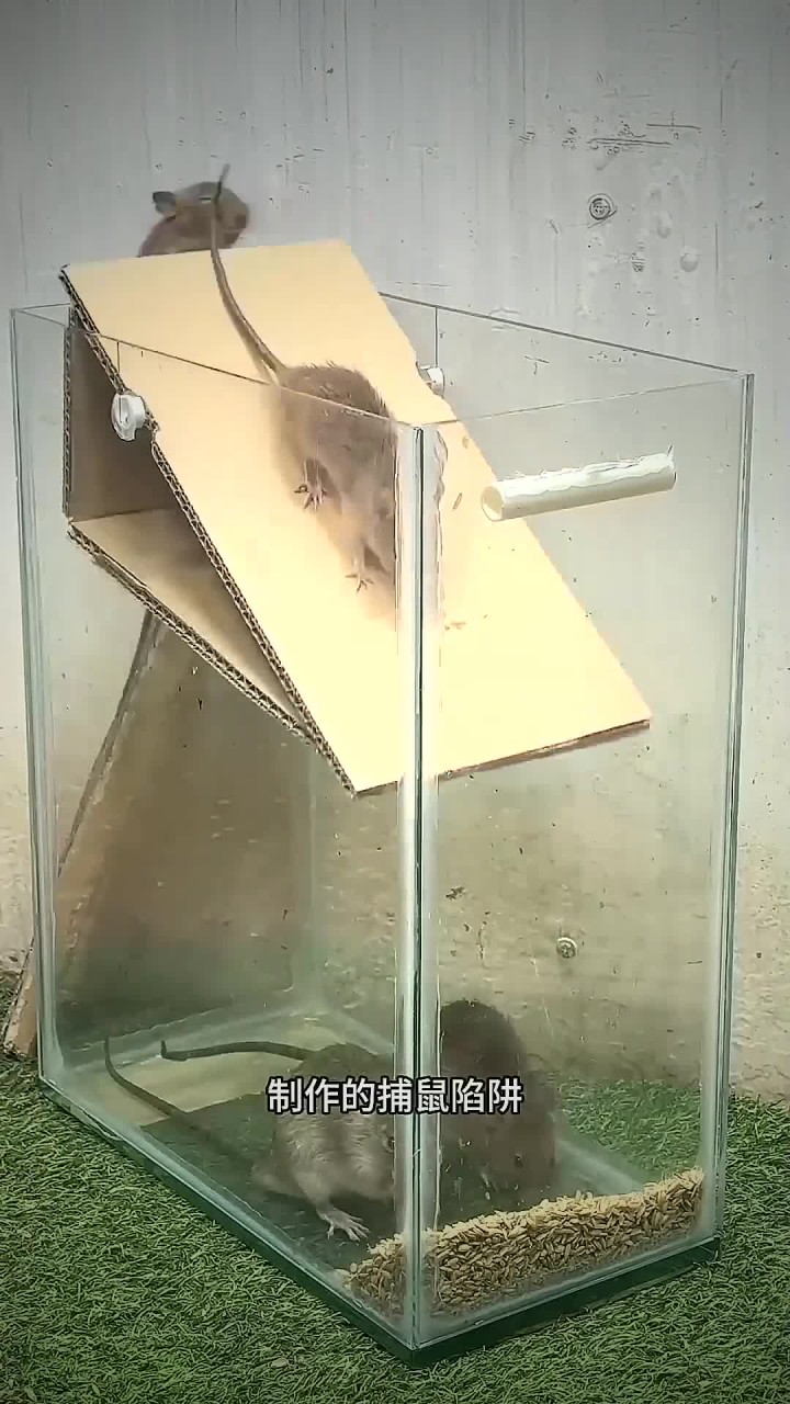 太厉害了,用玻璃箱和纸皮制作的捕鼠陷阱,一晚上能抓四五只