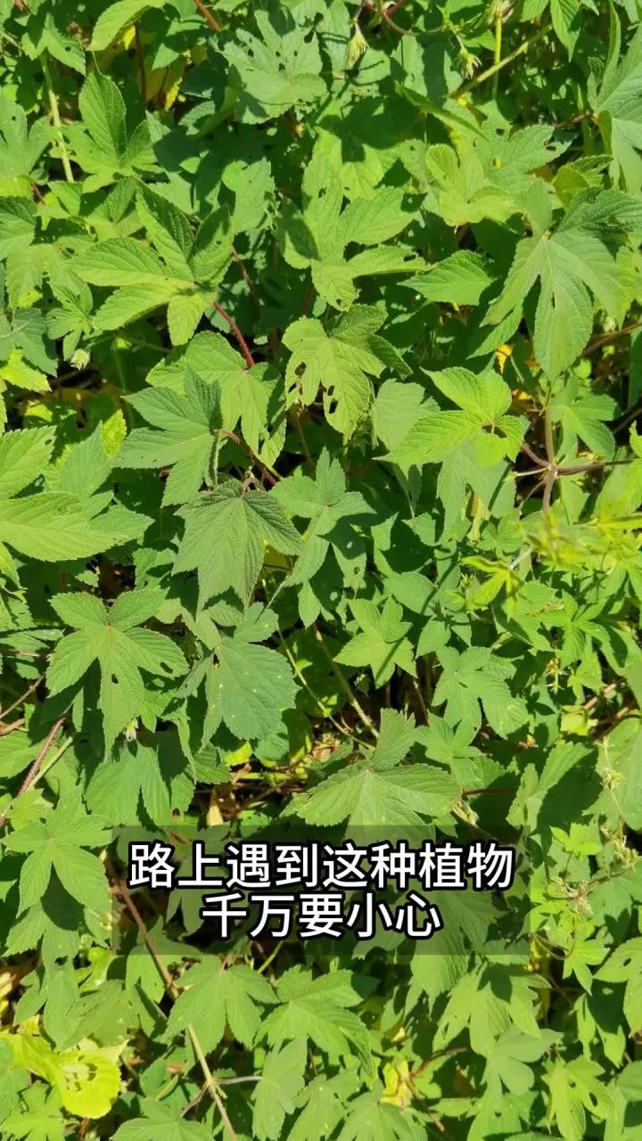葎草,常把人刺得哇哇叫的植物,原名"勒草",可做饲料和啤酒花
