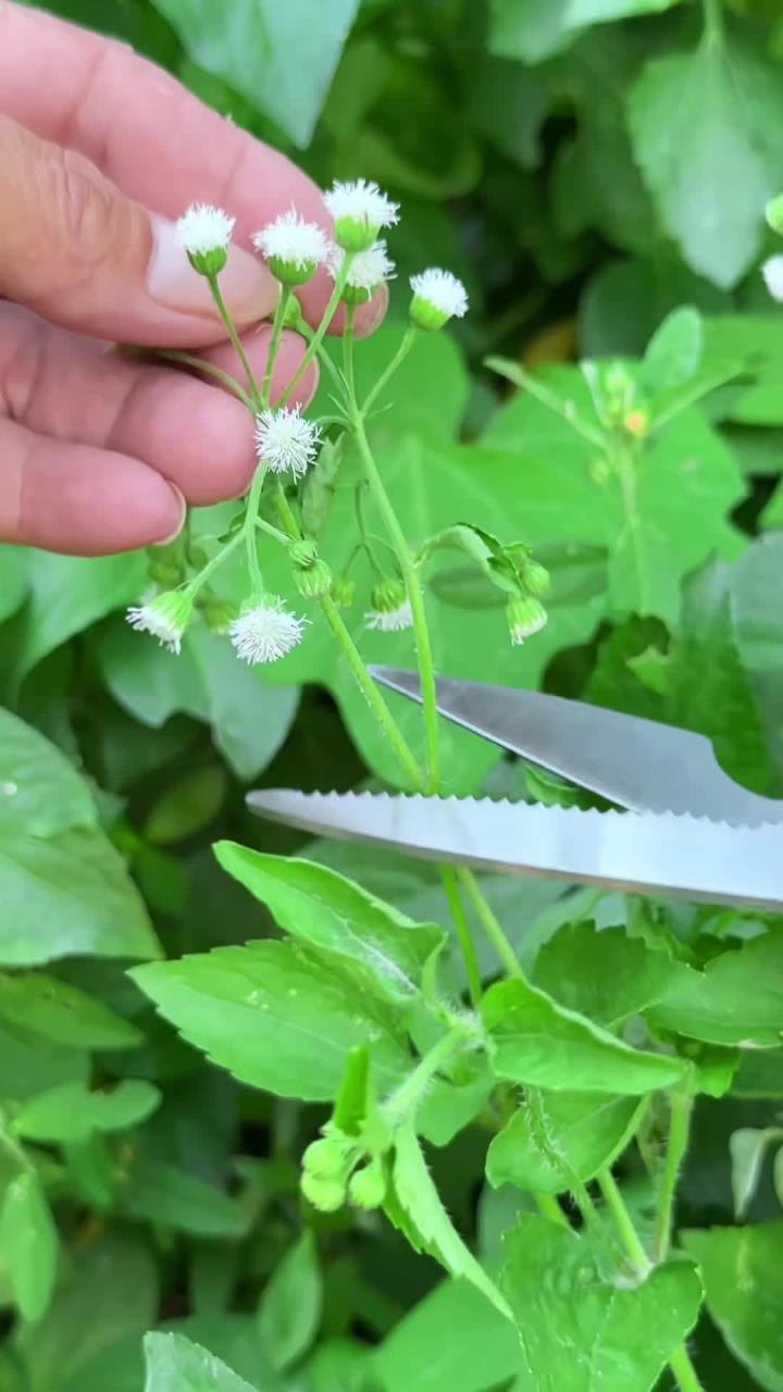农村人收采白花草,别名藿香蓟