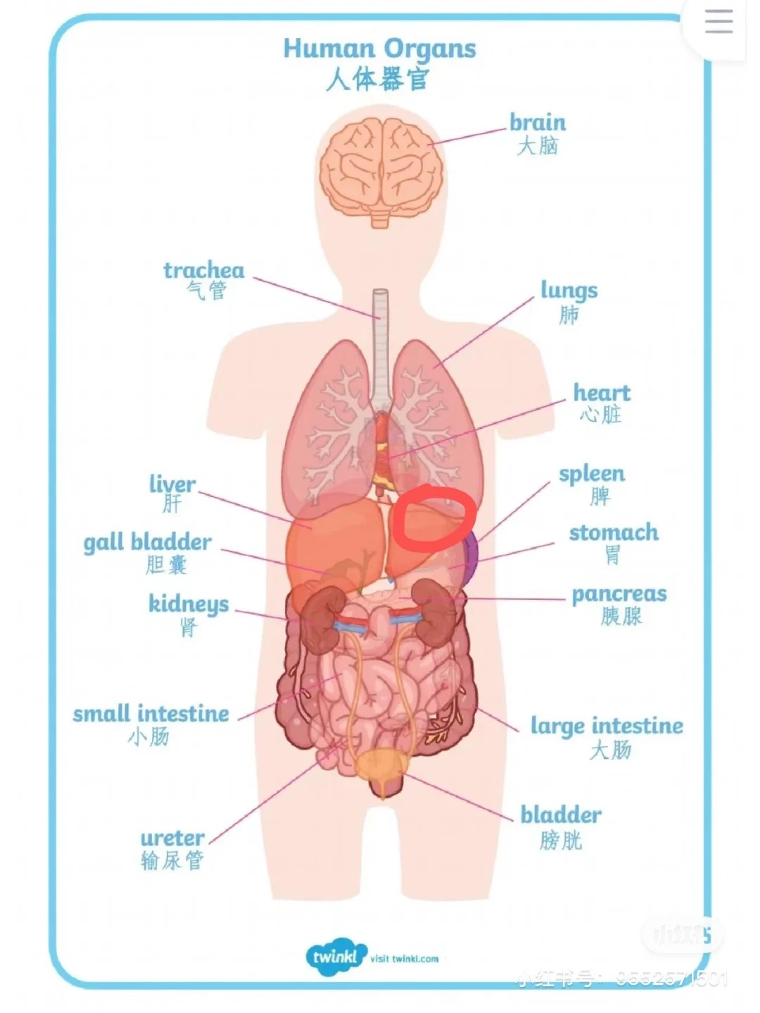 女人左侧疼痛位置图 女性身体左侧疼痛,可能是身体在发出健康预警让