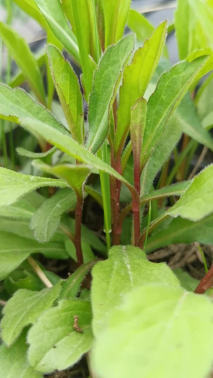 马兰头:江南春日的"草根仙草"