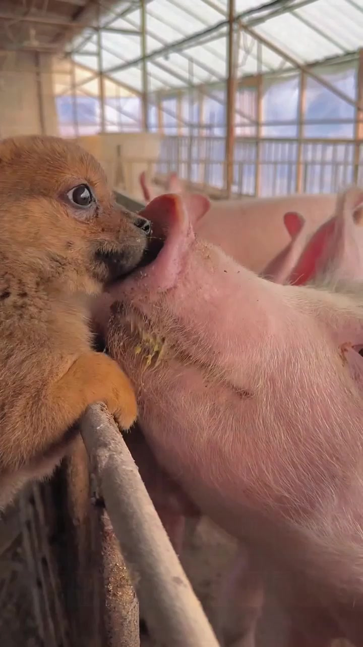 狗狗被猪亲了一口