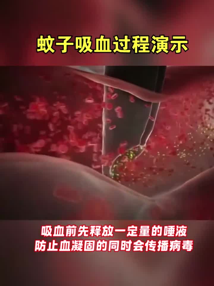 蚊子的吸血过程演示