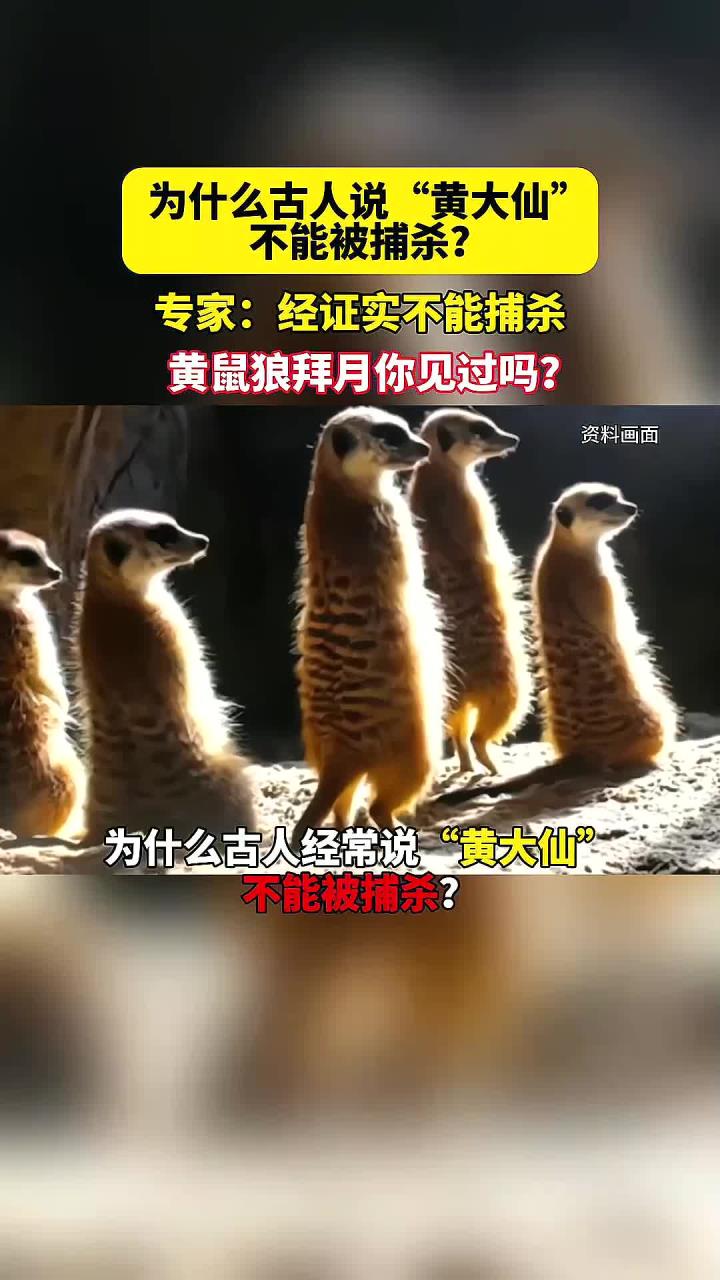 为什么古人说"黄大仙"不能捕杀?黄鼠狼拜月你见过吗?