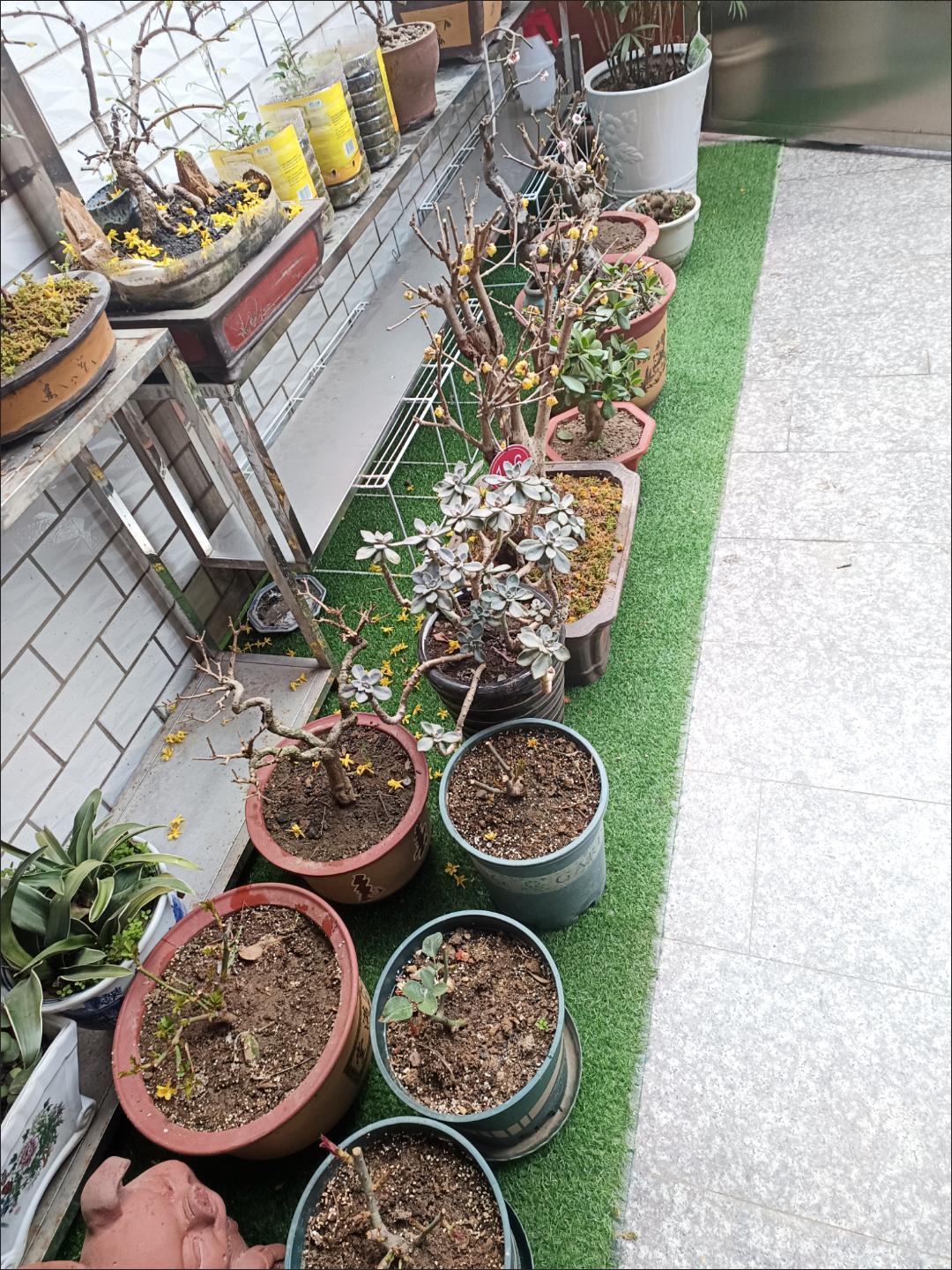 河南绿博草坪基地