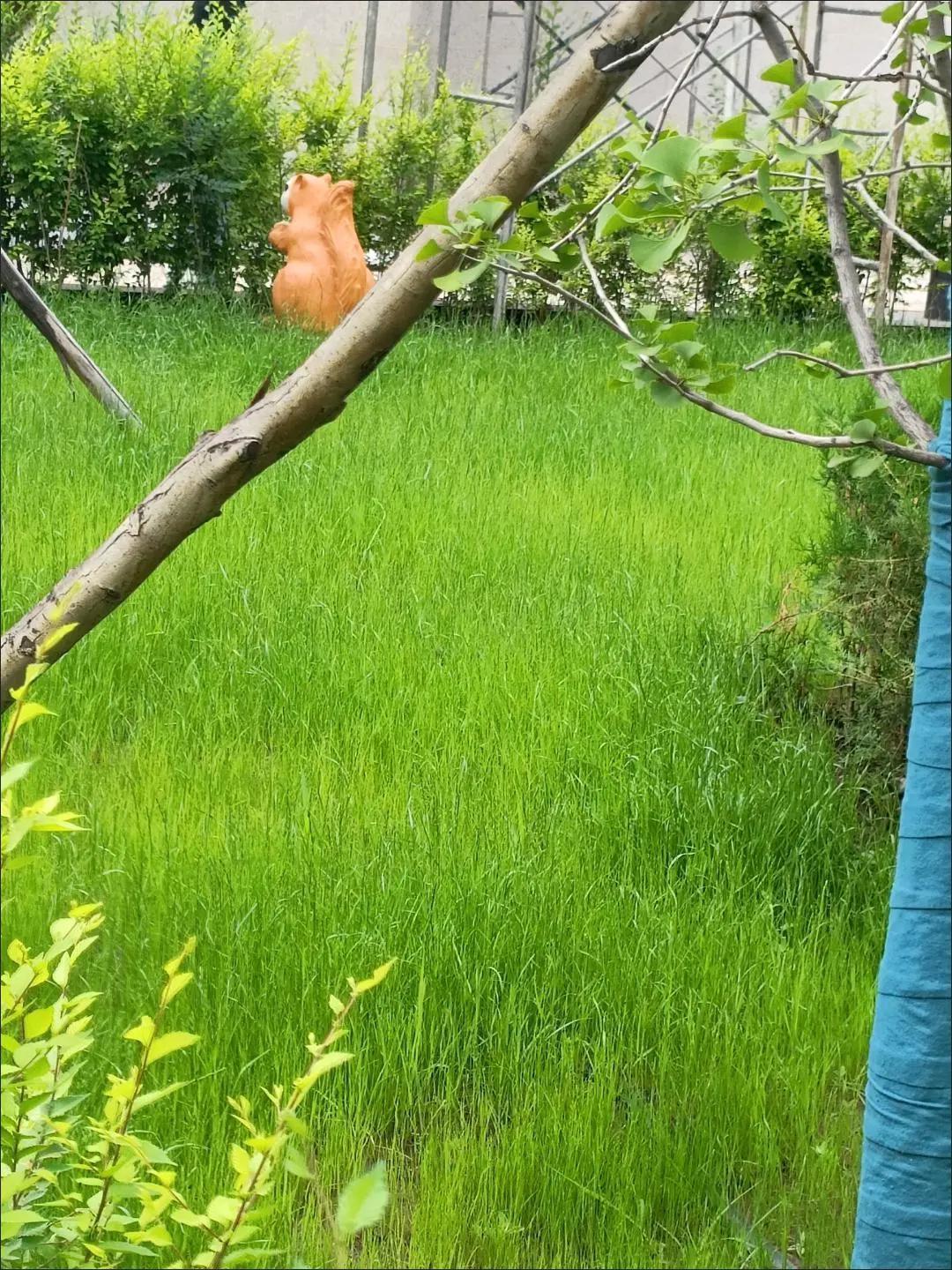 揭秘济南人工草皮的秘密打造绿意盎然的阳台