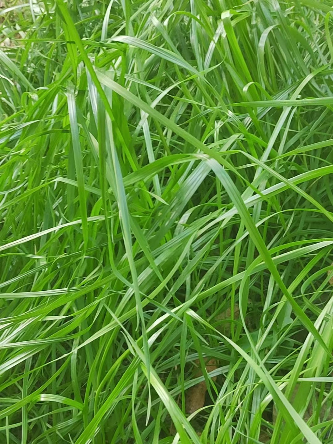雅安哪里有草坪批发种植基地