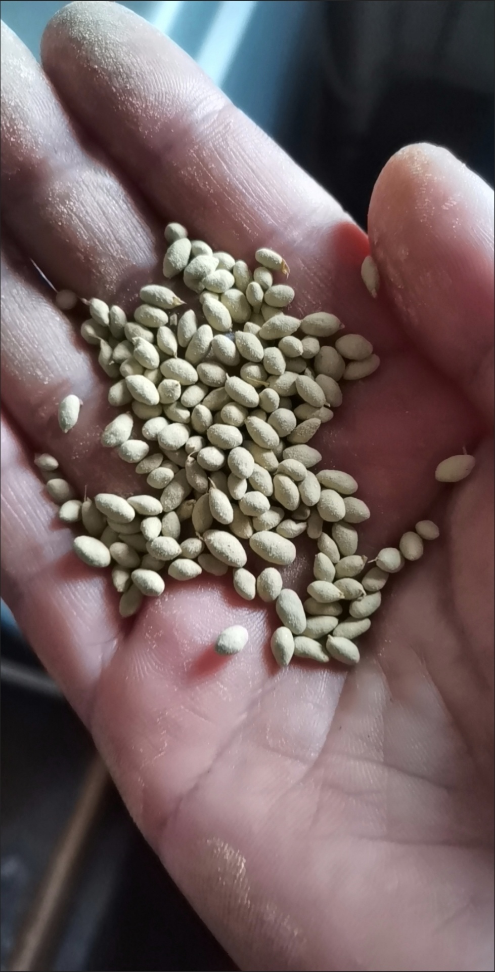 每一处细节都承载着我们对美好生活的向娃挂虏莸 种子长什么样?