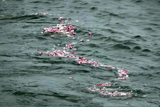 秦皇岛海葬程序