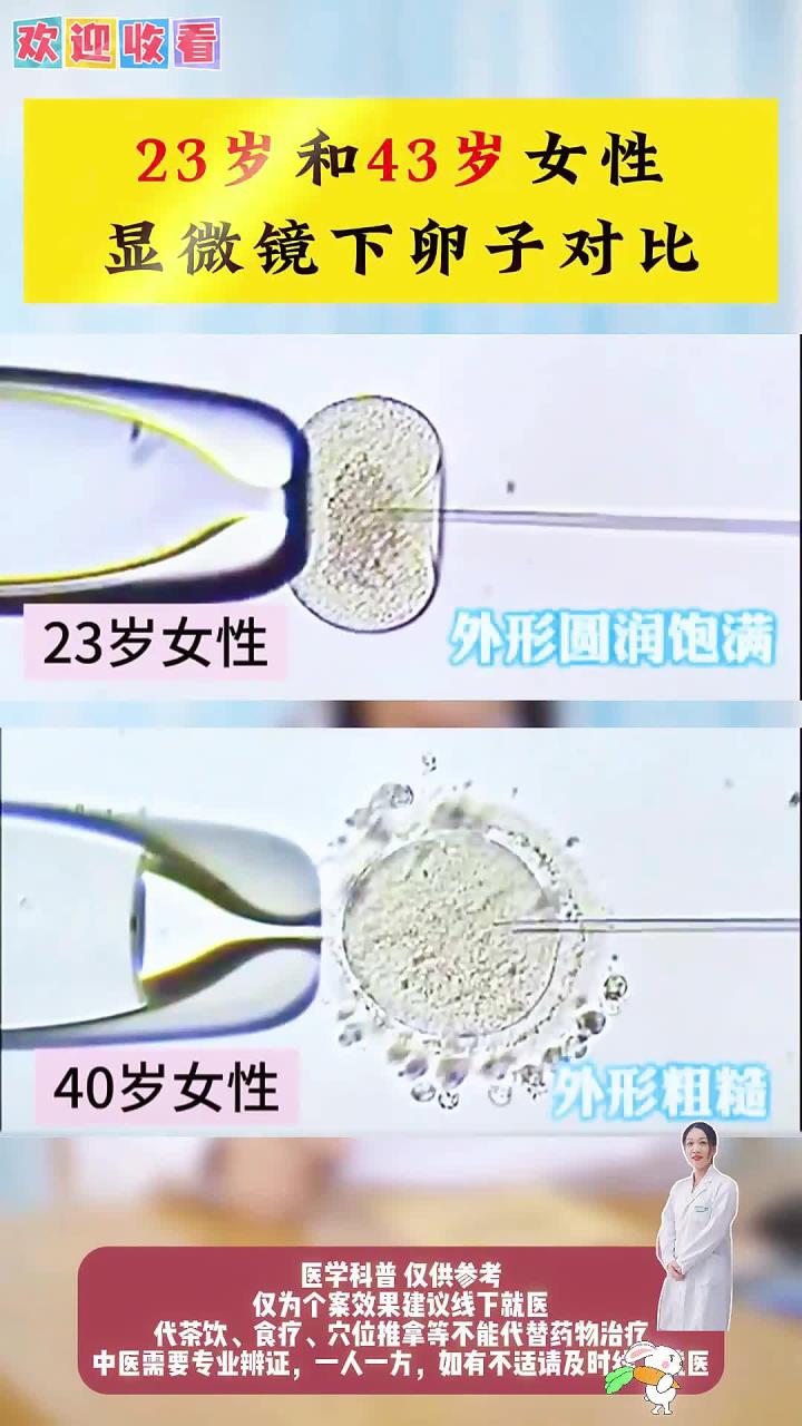23岁和43岁女性显微镜下卵子对比