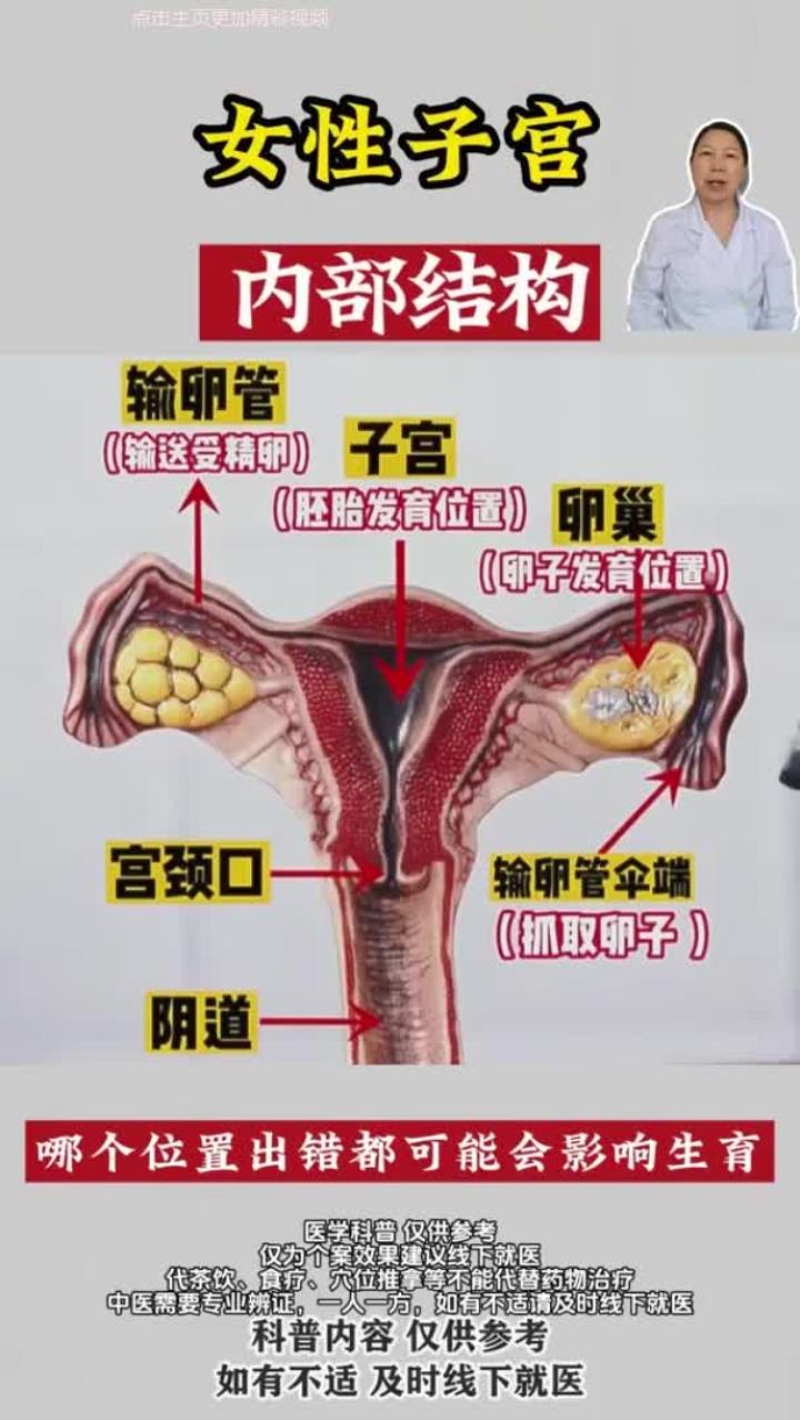 女性子宫内部结构解析