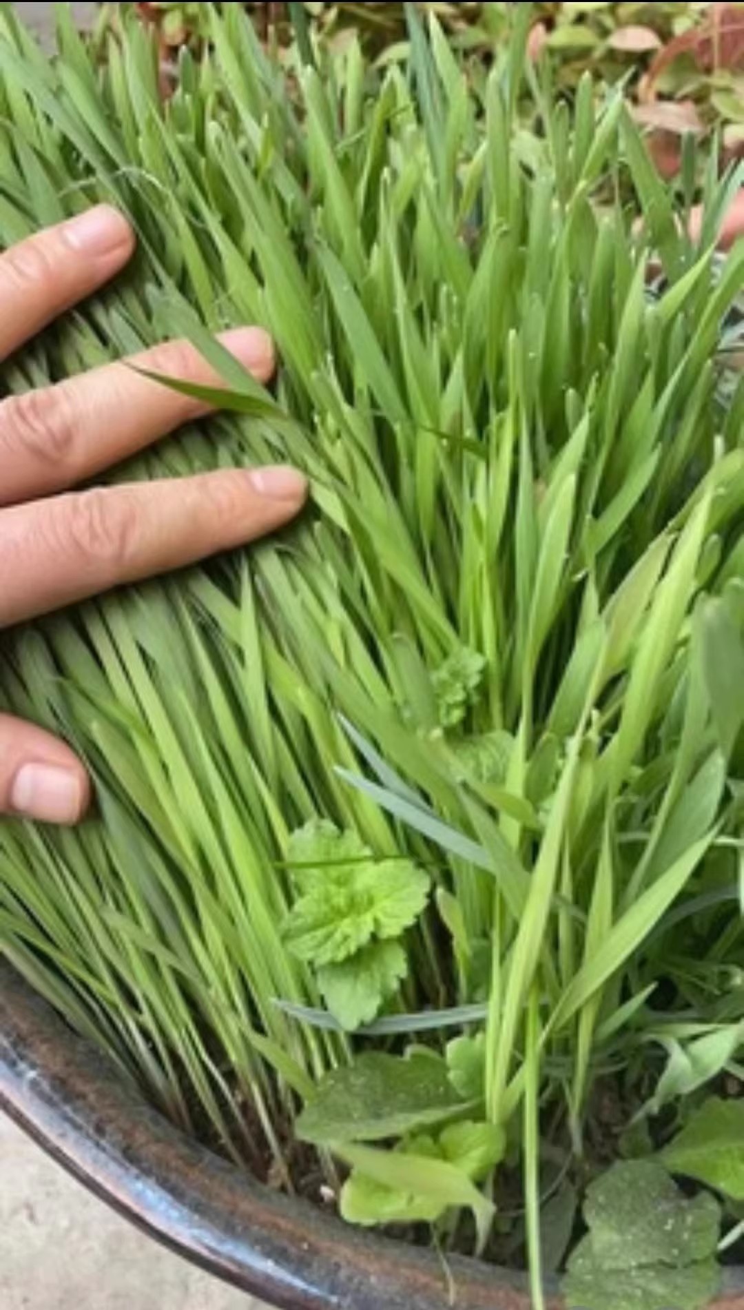 河南绿博草坪基地