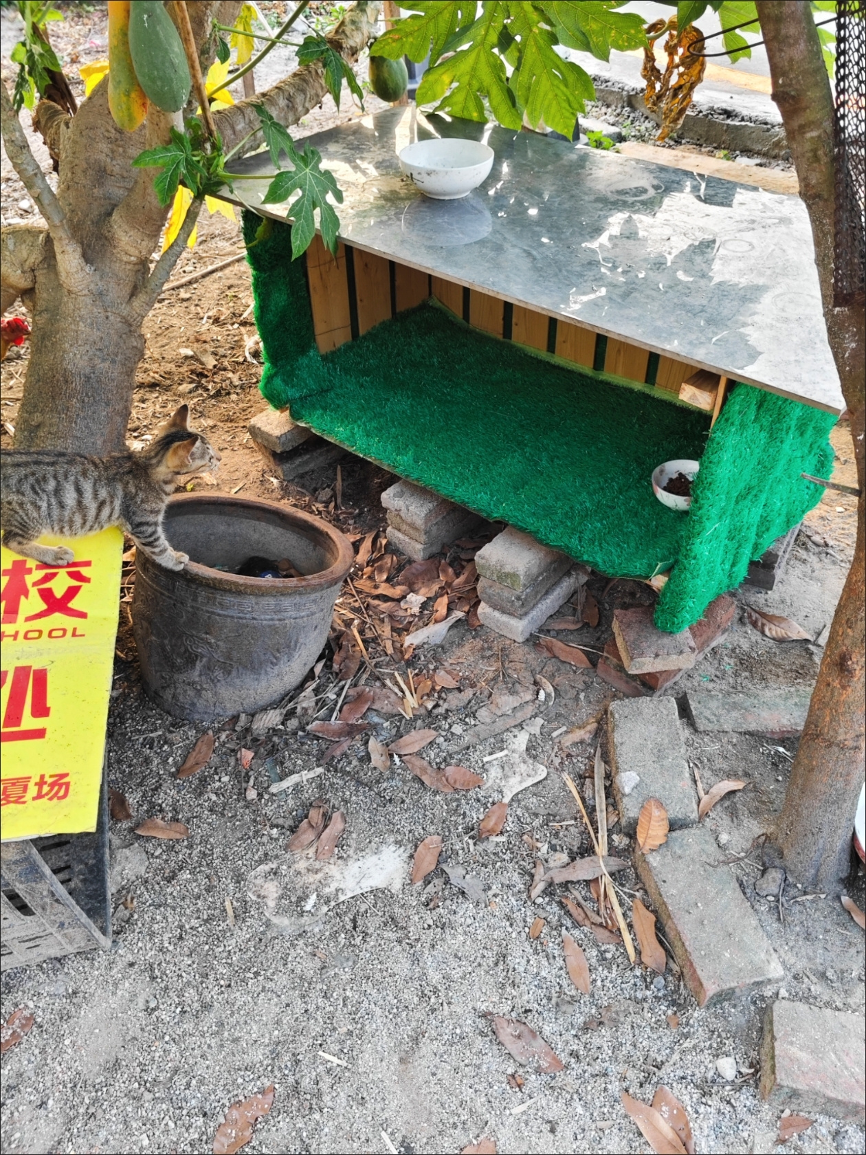 安顺草坪批发