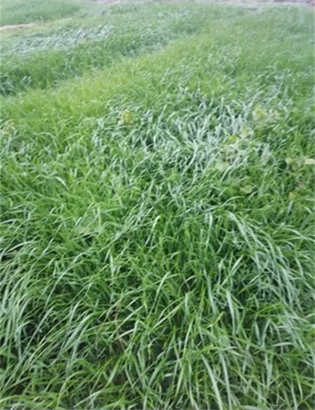标题 草坪种植小课堂揭秘沙河优质草坪批发基地轻松打造绿色家园