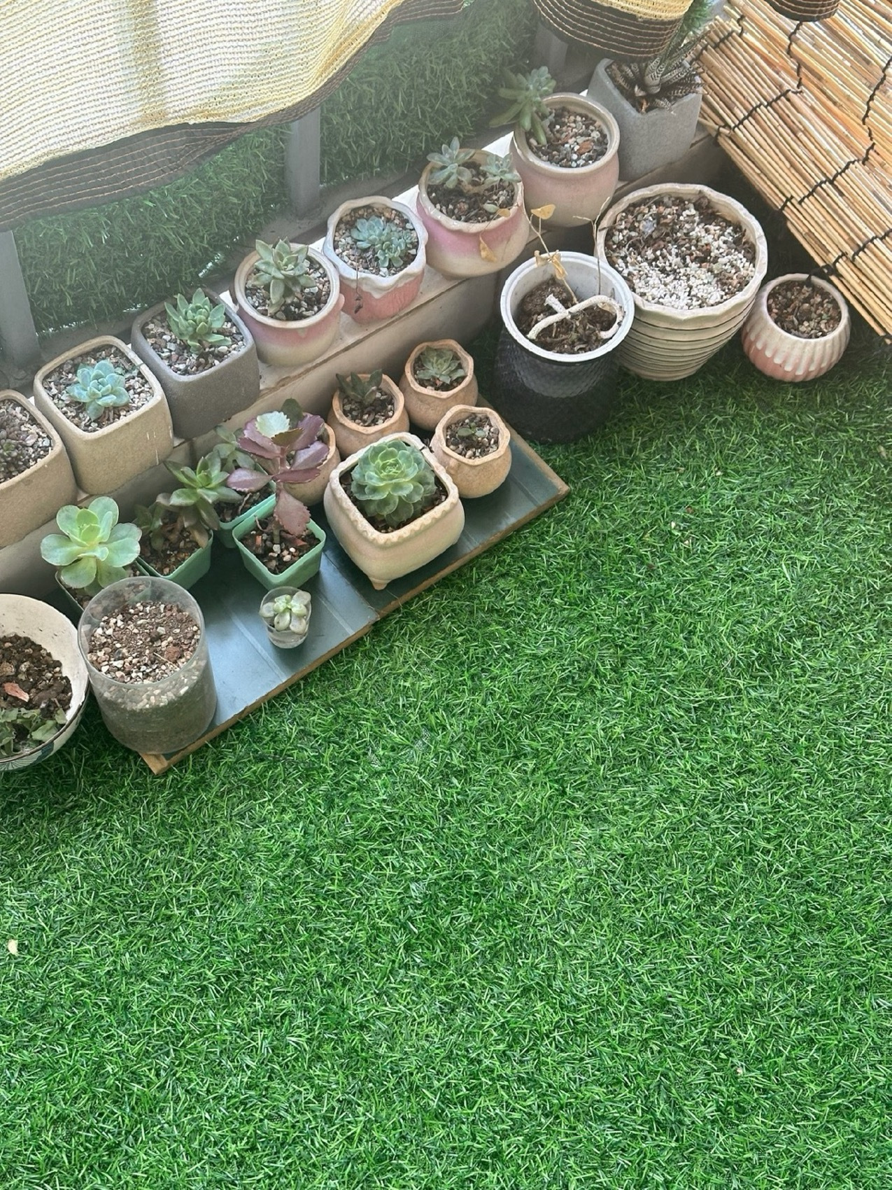 安顺草坪批发