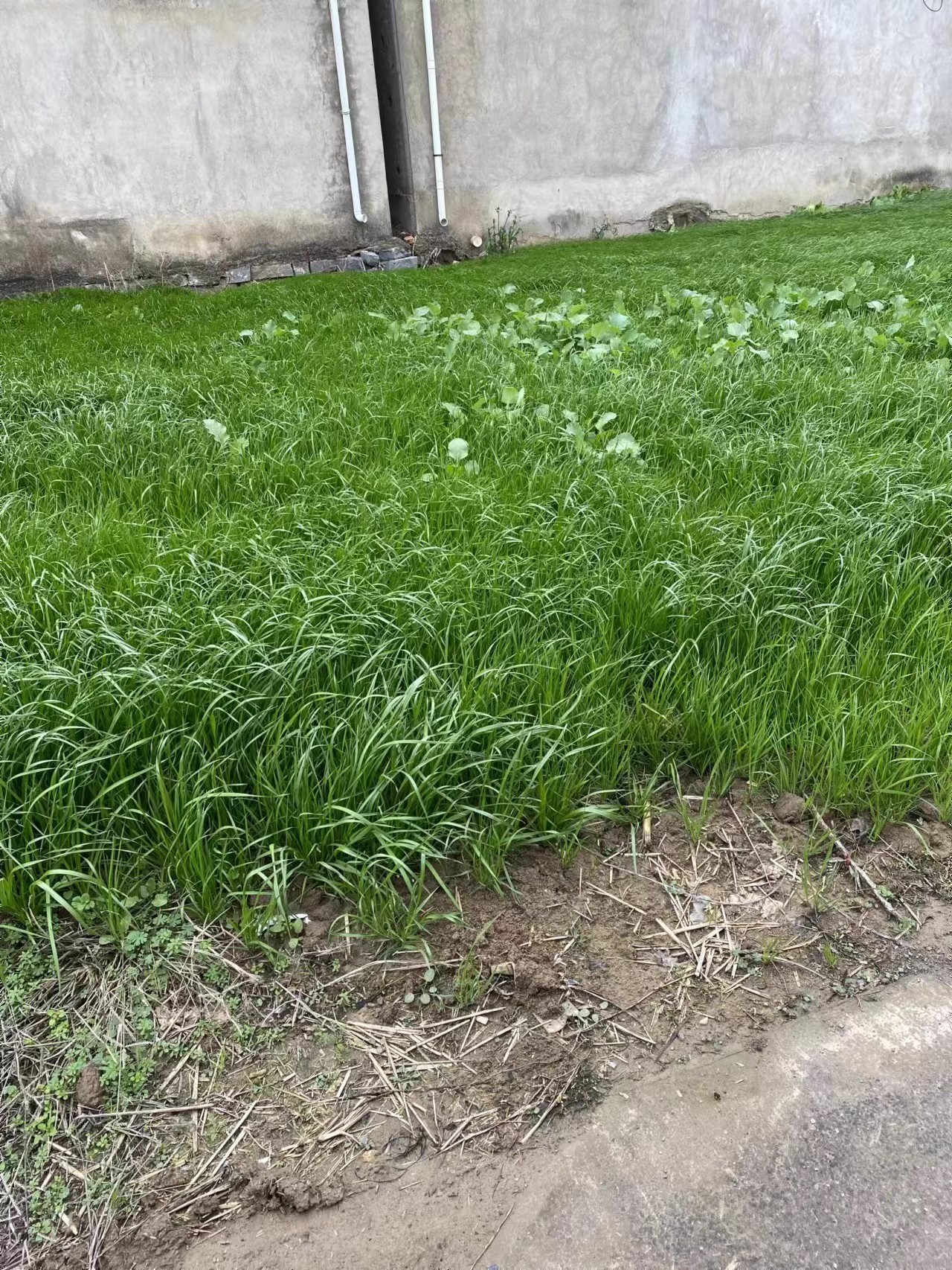 单纯草坪