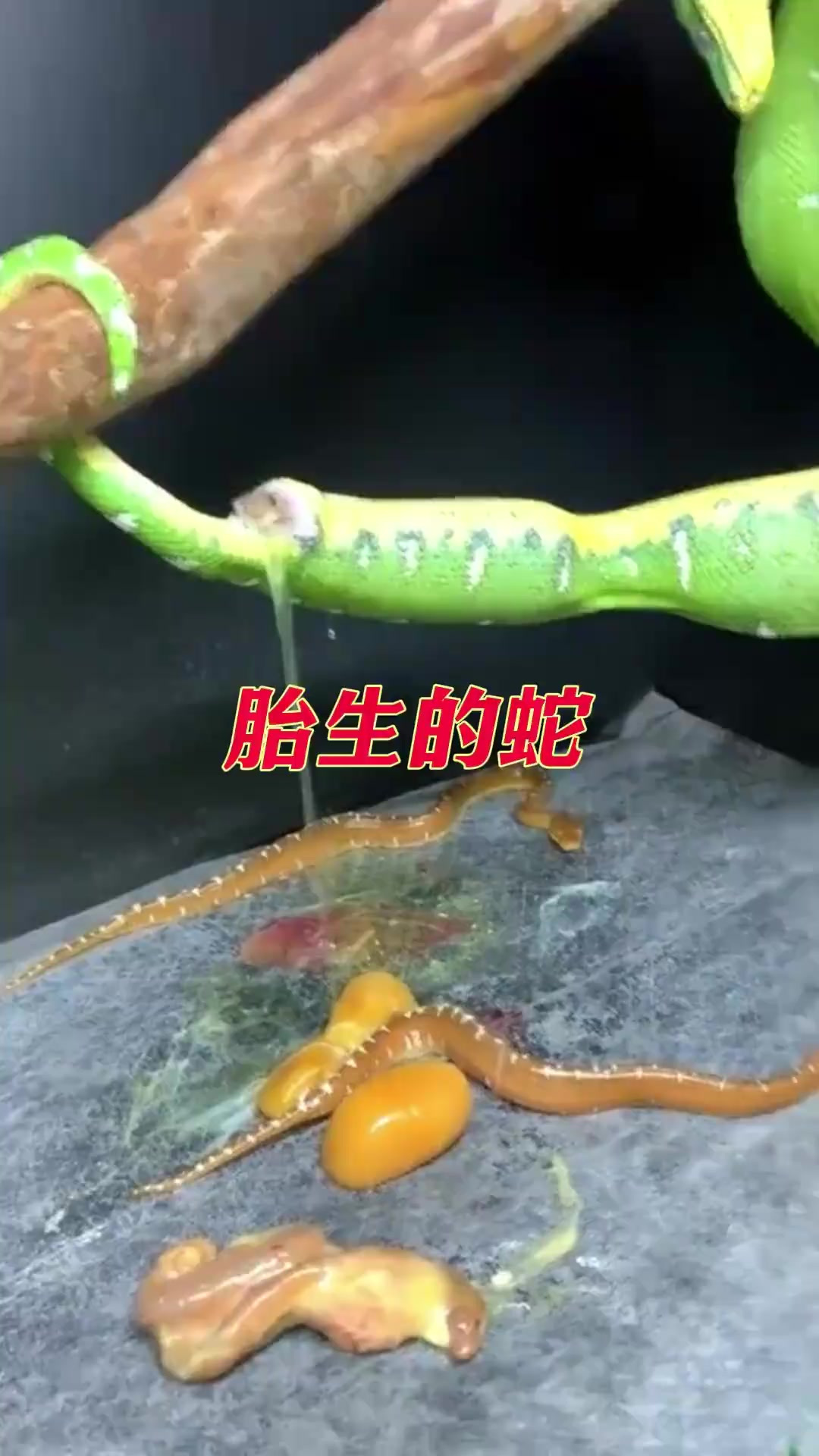 胎生的蛇你见过吗?