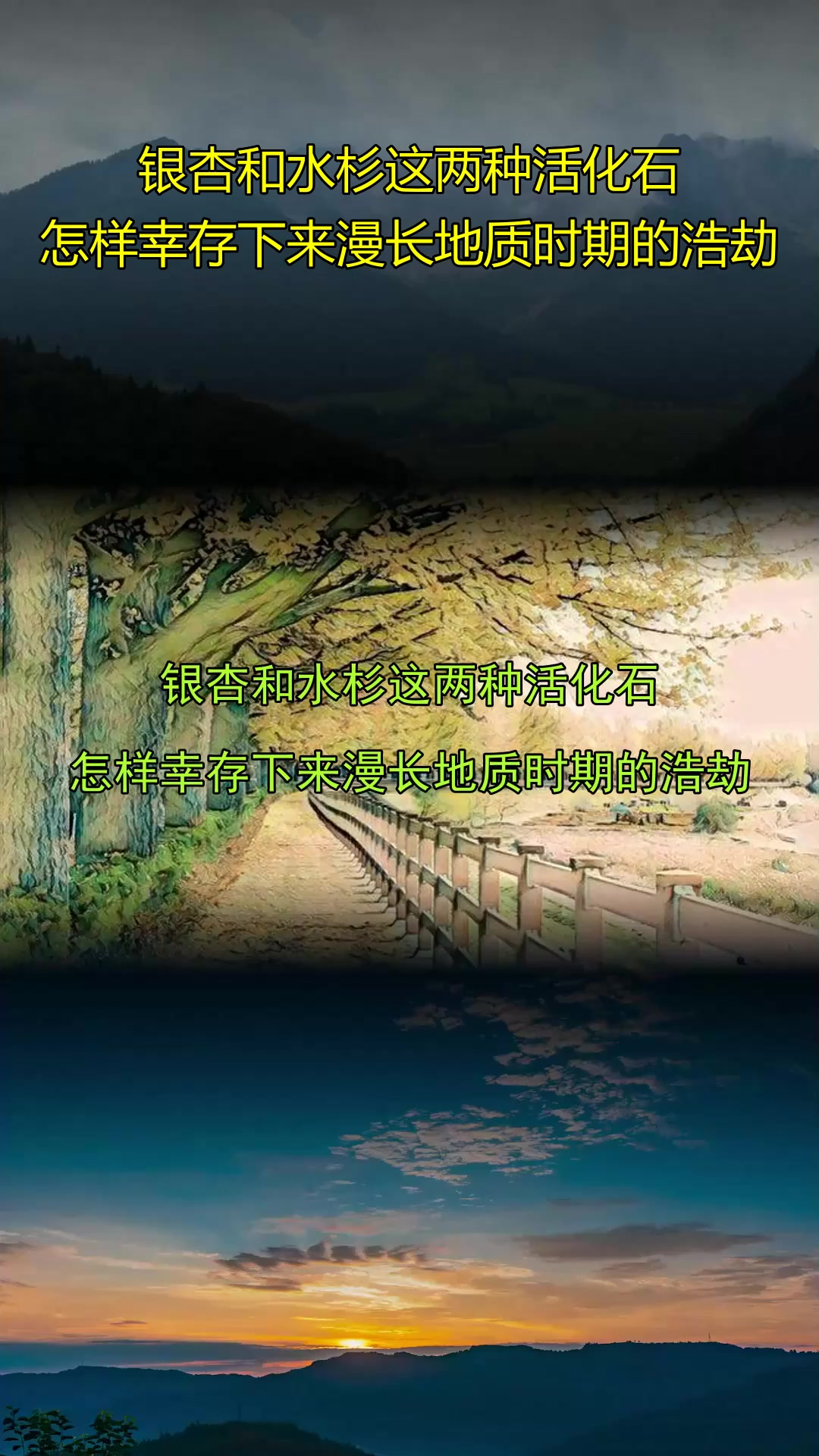 为什么说银杏水杉是活化石呢?为什么在线