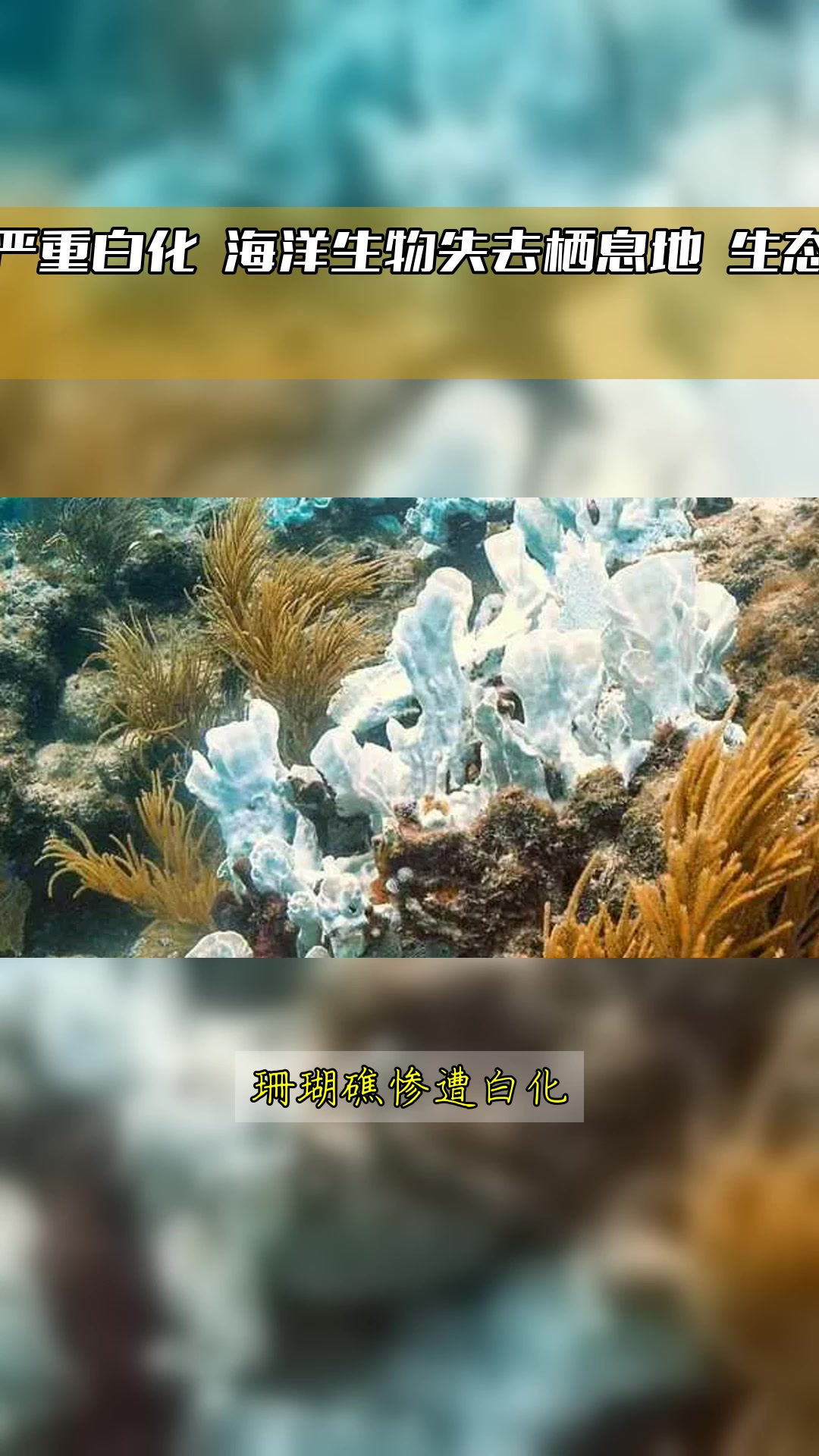 珊瑚礁遭遇严重白化 海洋生物失去栖息地 生态平衡岌岌可危