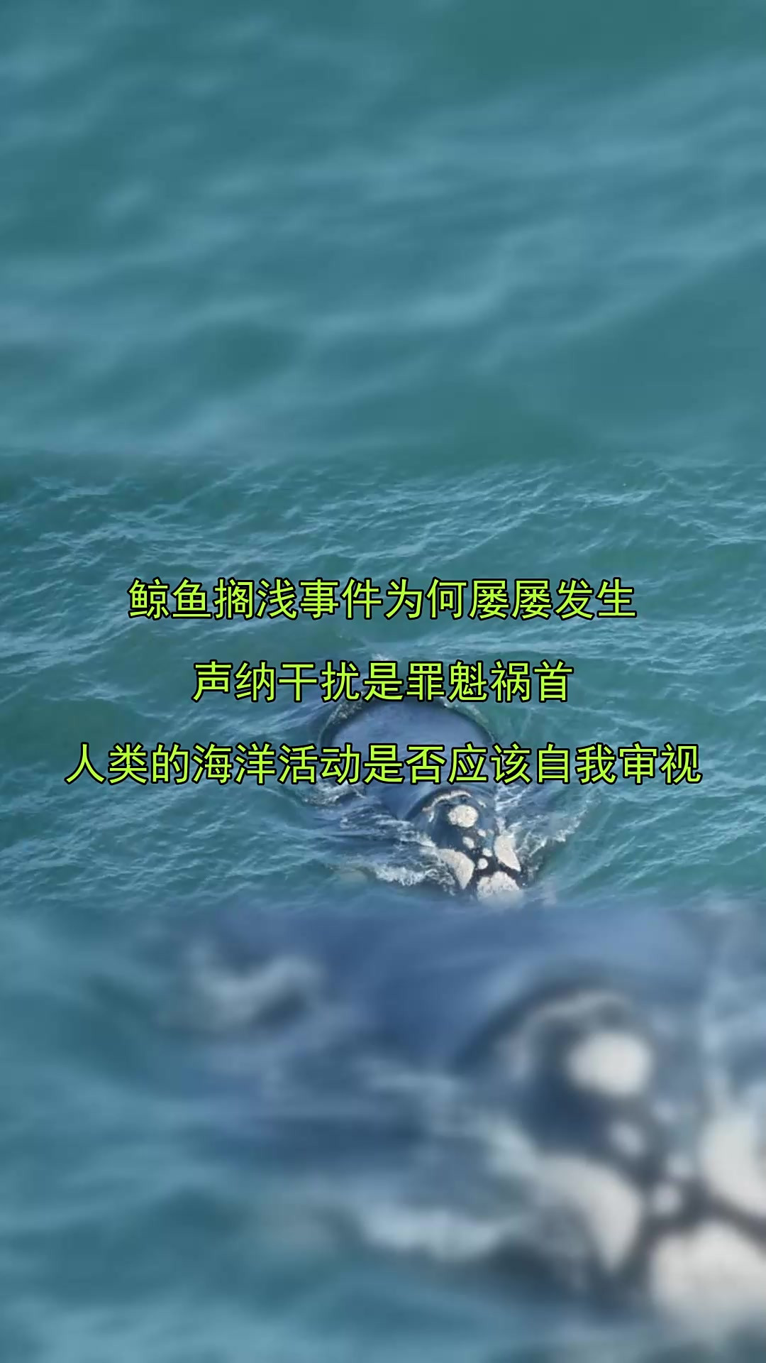 鲸鱼为什么会搁浅在沙滩上为什么在线