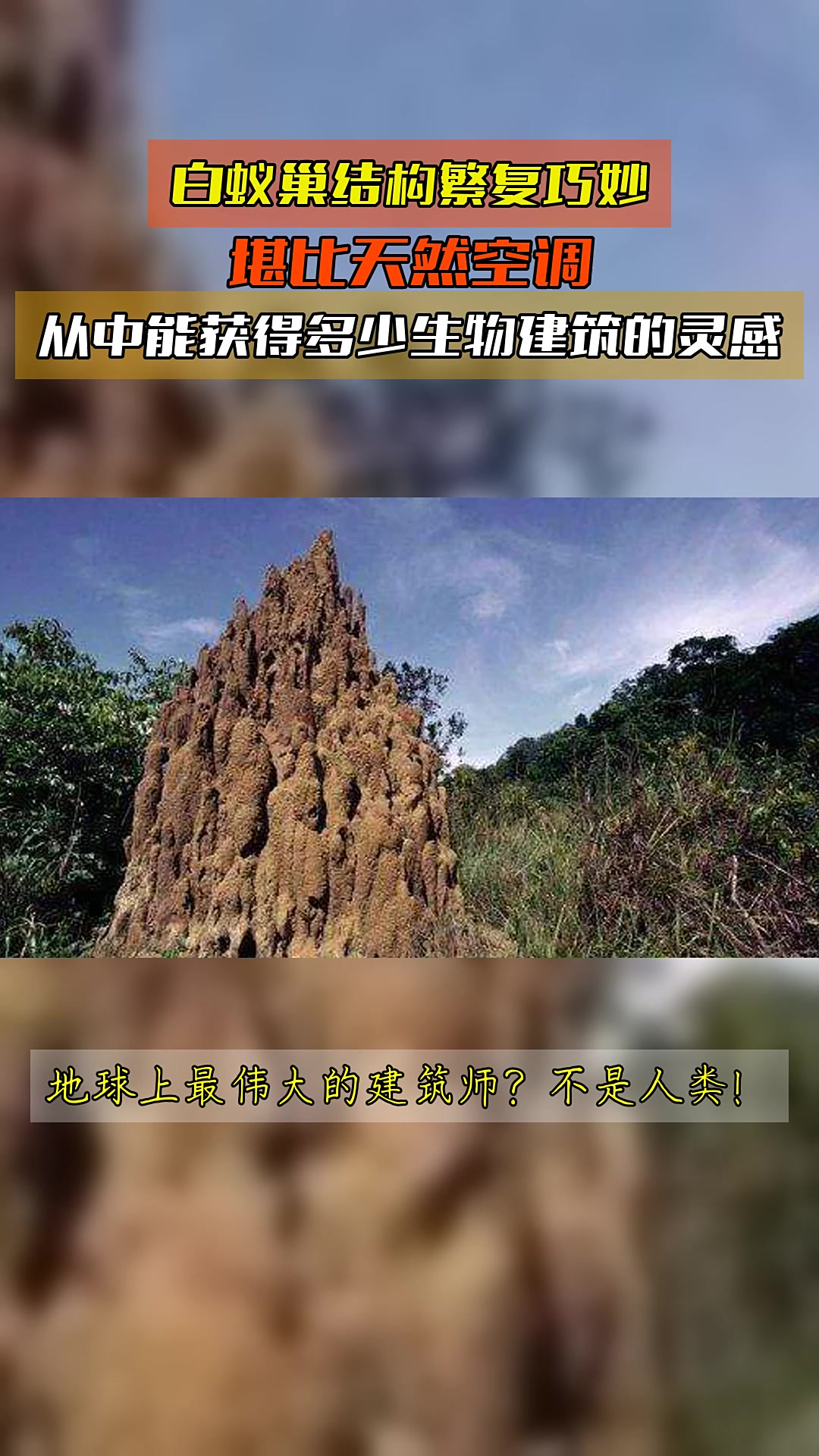 白蚁巢结构繁复巧妙,堪比天然空调,从中能获得多少生物建筑的灵