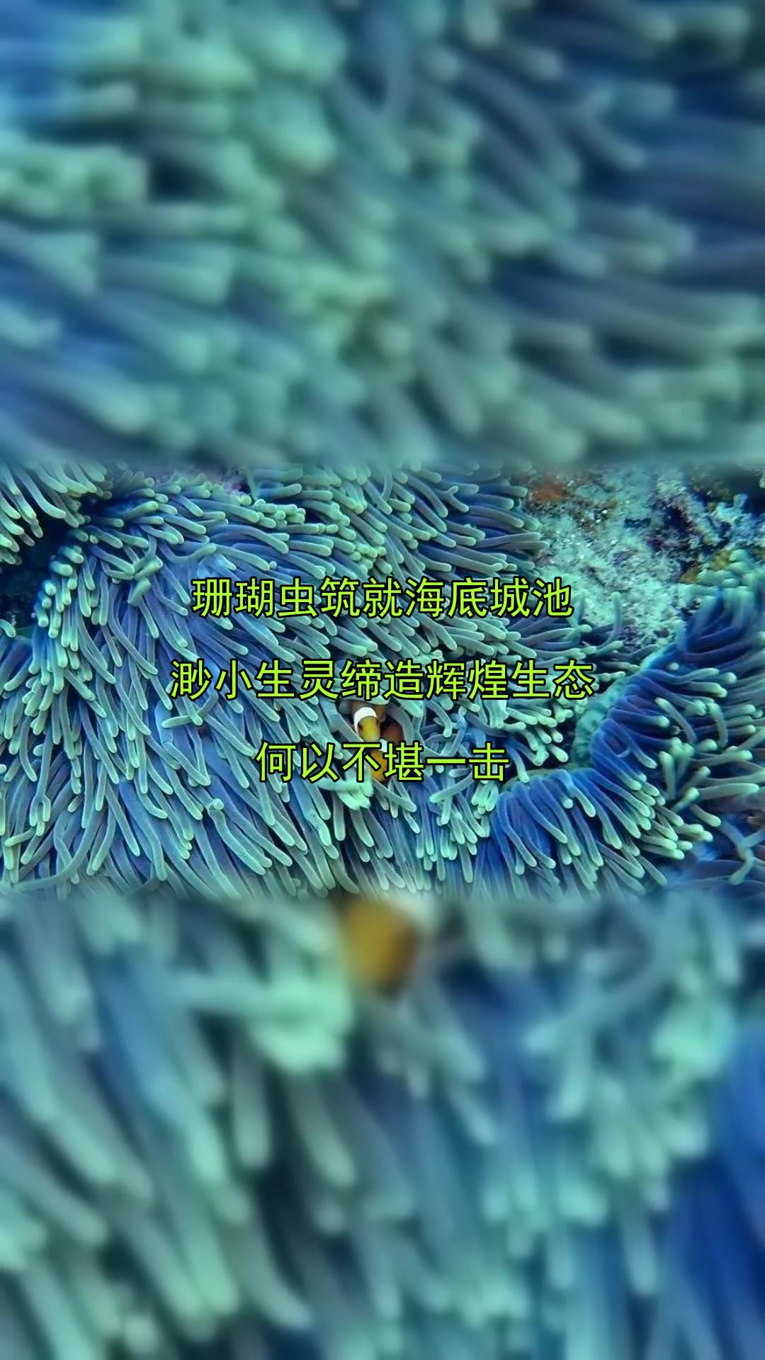 珊瑚虫筑就海底城池,渺小生灵缔造辉煌生态,何以不堪一击