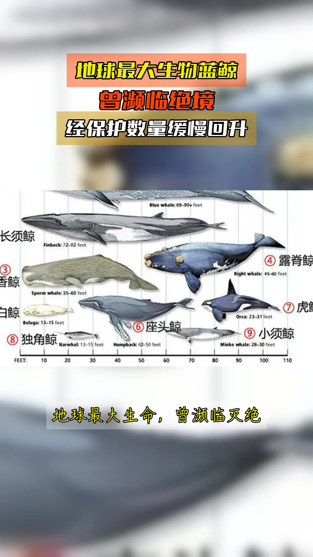 地球最大生物蓝鲸,曾濒临绝境,经保护数量缓慢回升
