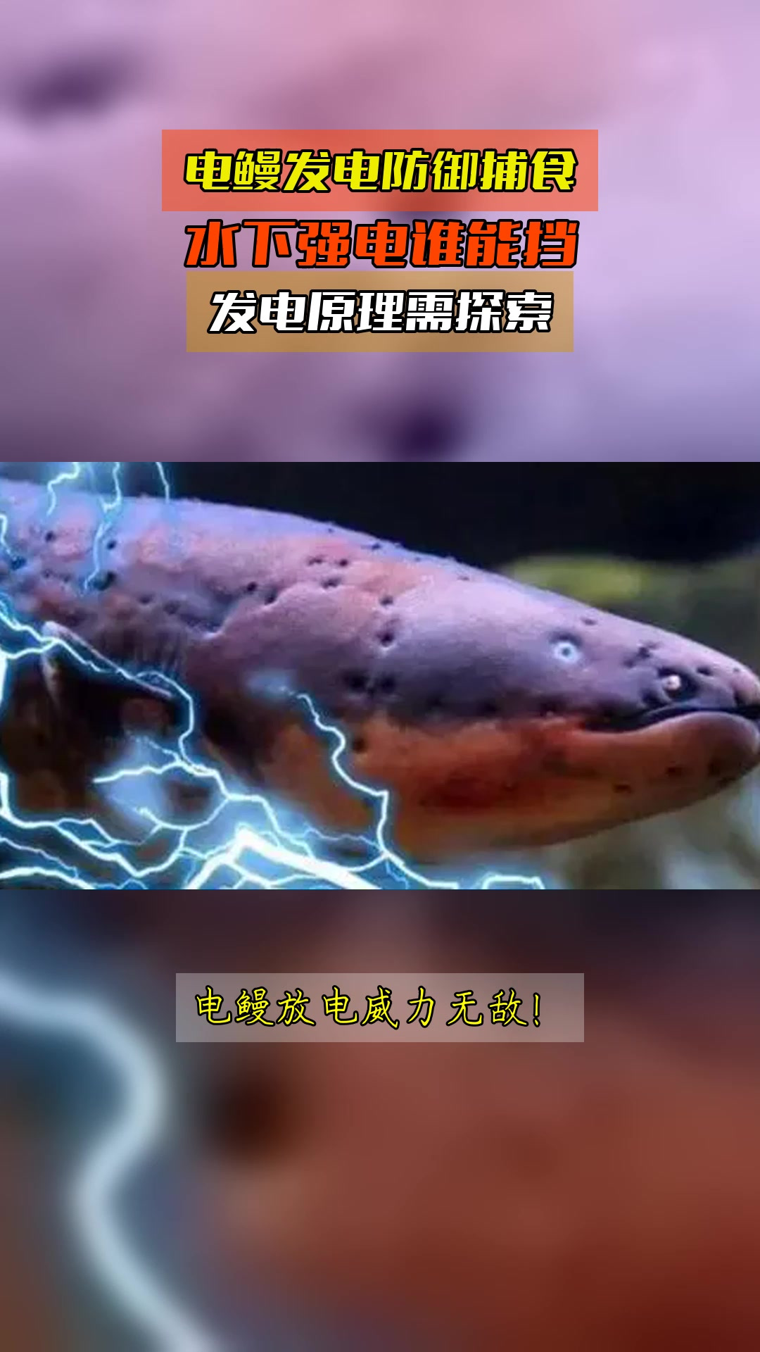 电鳗发电防御捕食,水下强电谁能挡,发电原理需探索
