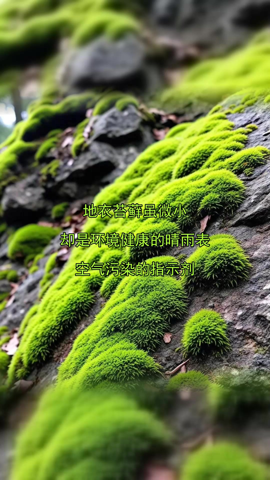 地衣苔藓虽微小,却是环境健康的晴雨表,空气污染的指示剂