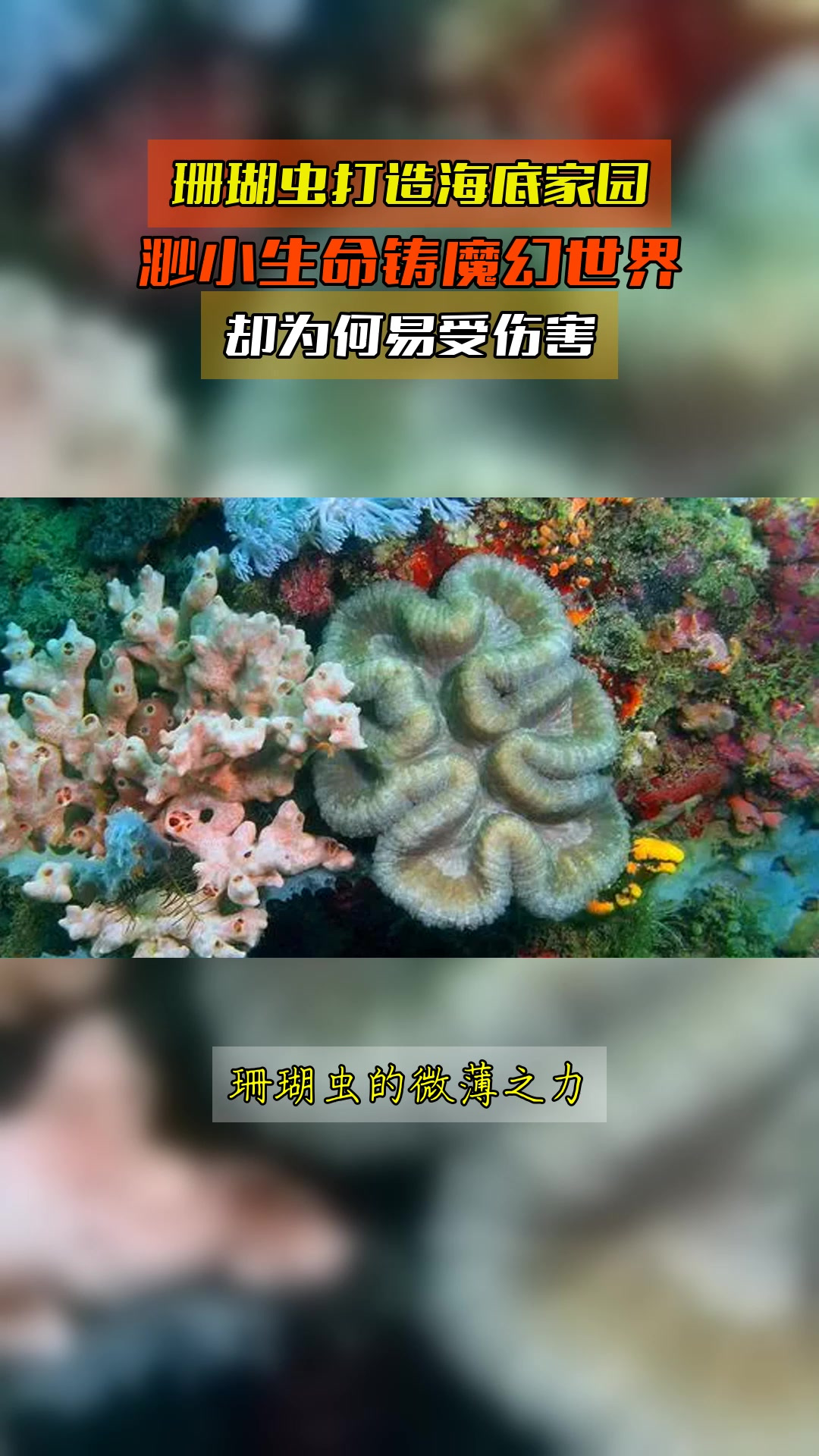 珊瑚虫打造海底家园,渺小生命铸魔幻世界,却为何易受伤害