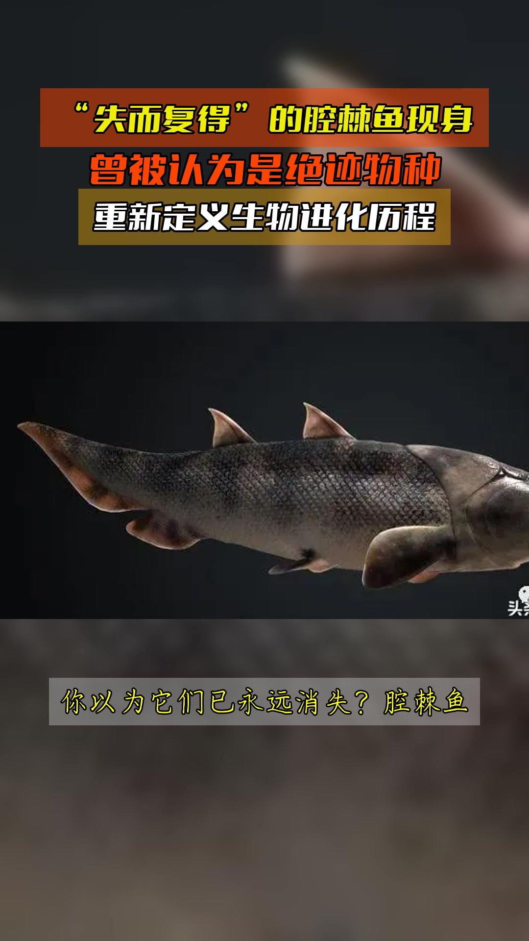 "失而复得"的腔棘鱼现身,曾被认为是绝迹物种,重新定义生物进