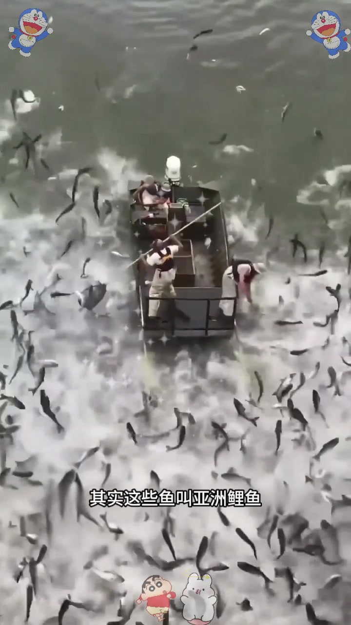 为什么鱼死了会浮起来