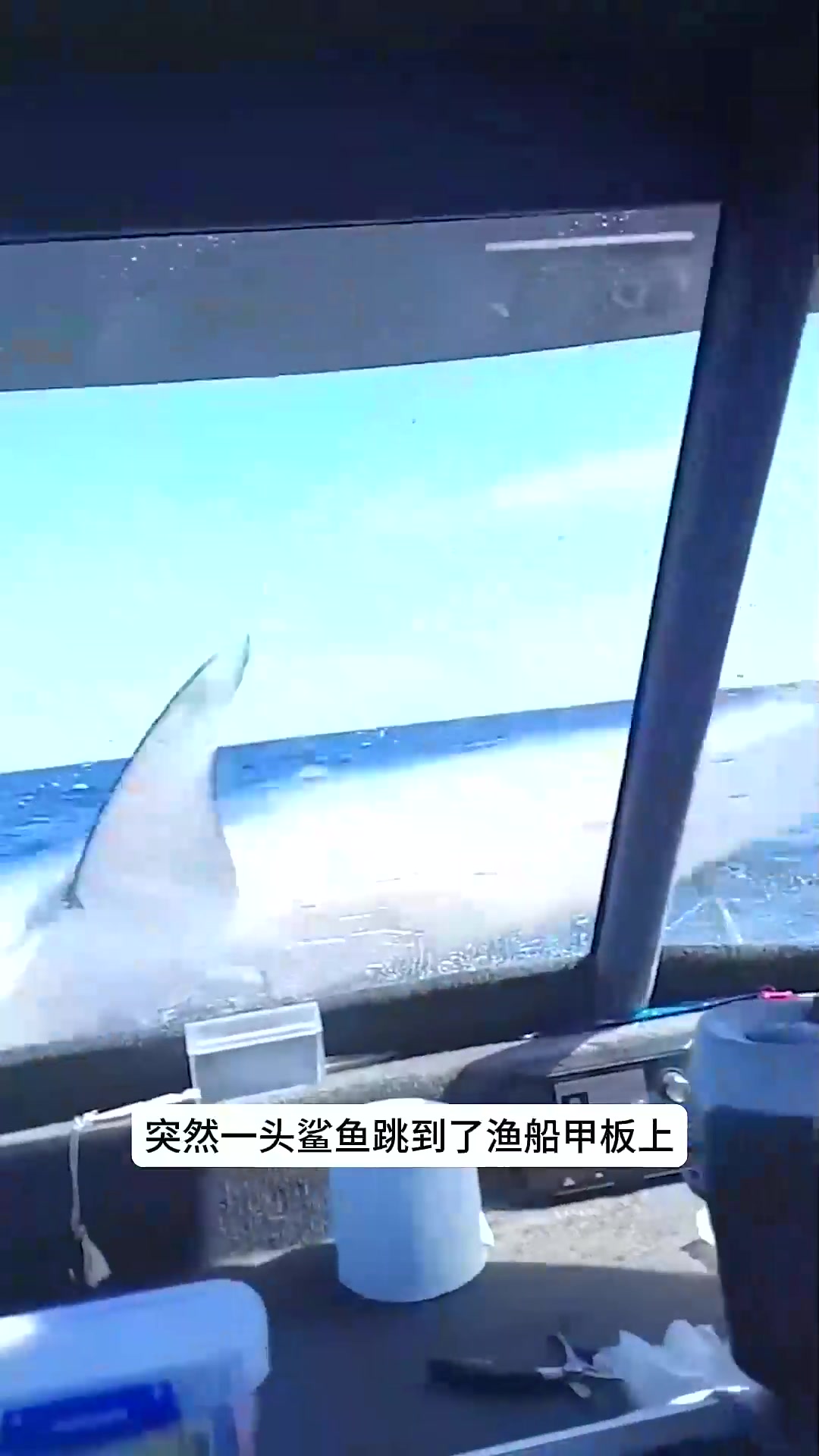 最倒霉的鲨鱼太有意思了