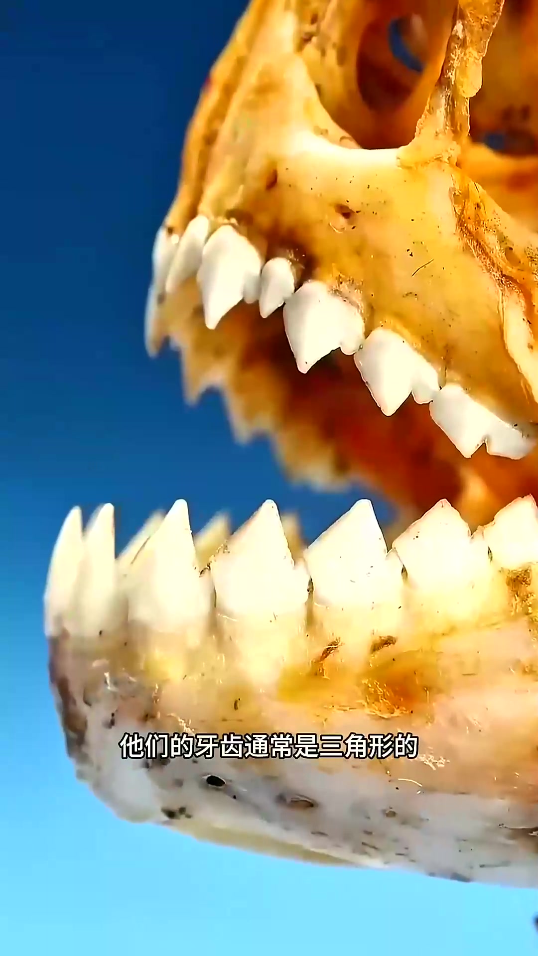 食人鱼的牙齿有多锋利