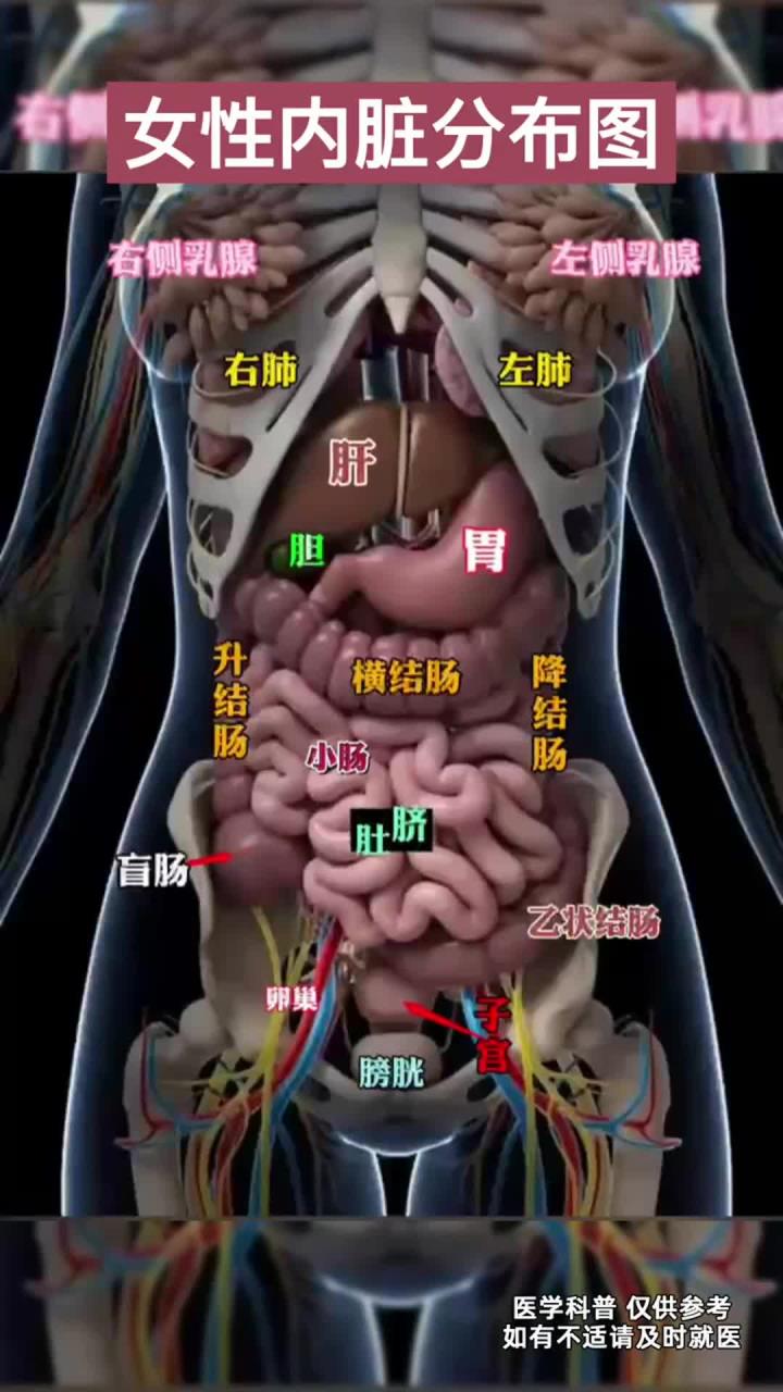 女性内脏分布图,可以自检一下!