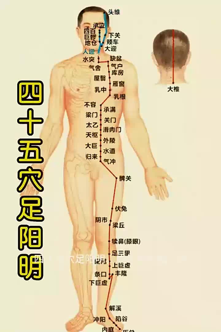 足阳明胃经穴位歌诀,四十五穴足阳明,每一个穴位都至关重要!