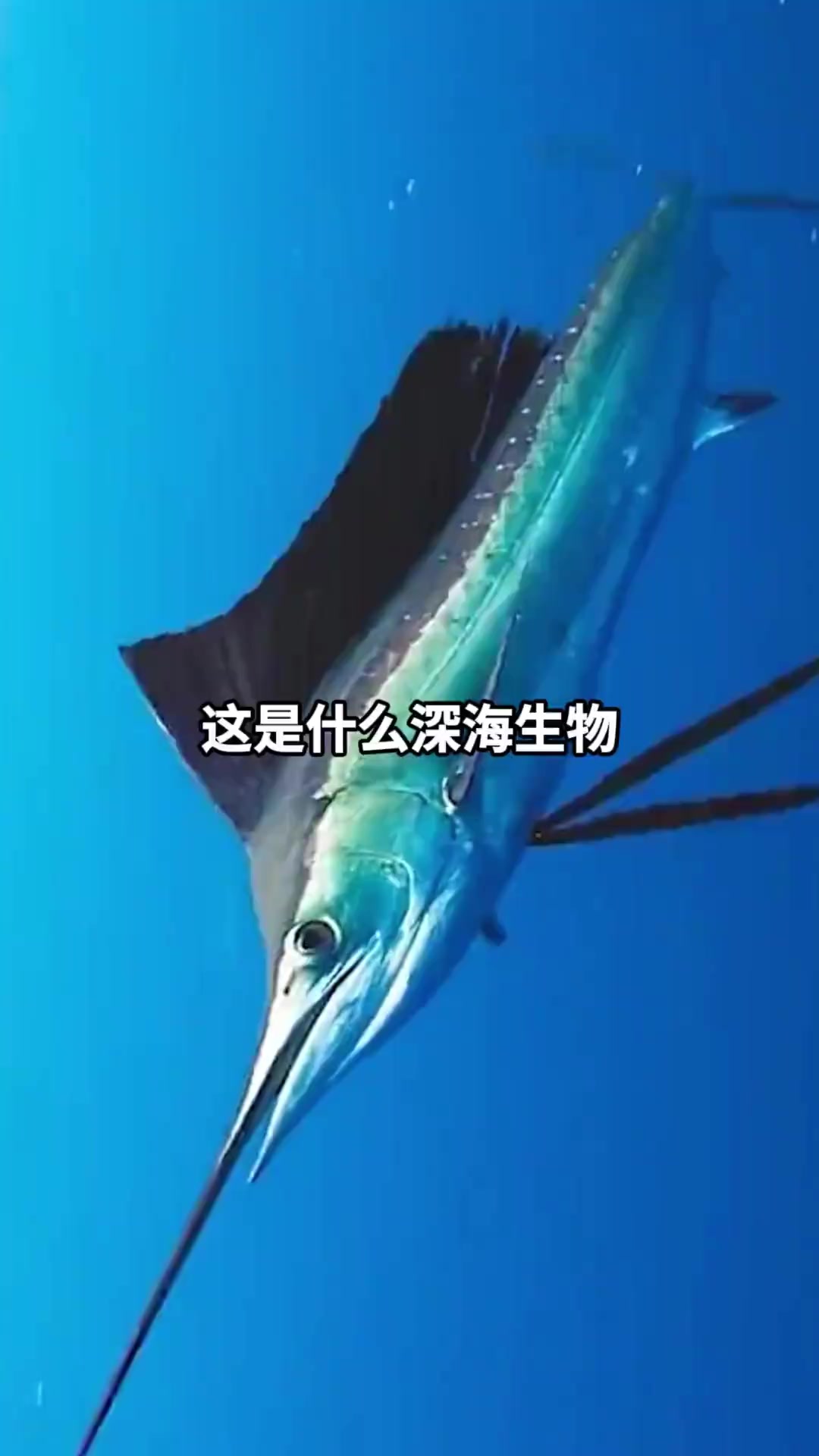 介绍一些生活在海洋深处的动物