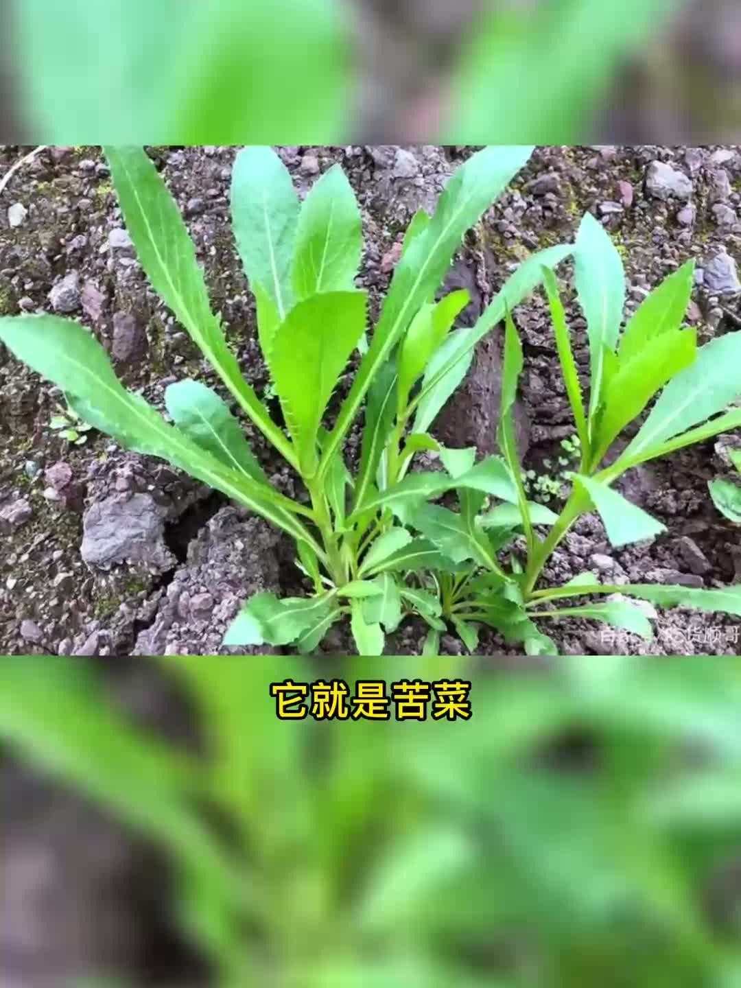 这个季节多吃苦菜好你喜欢吃苦菜吗?