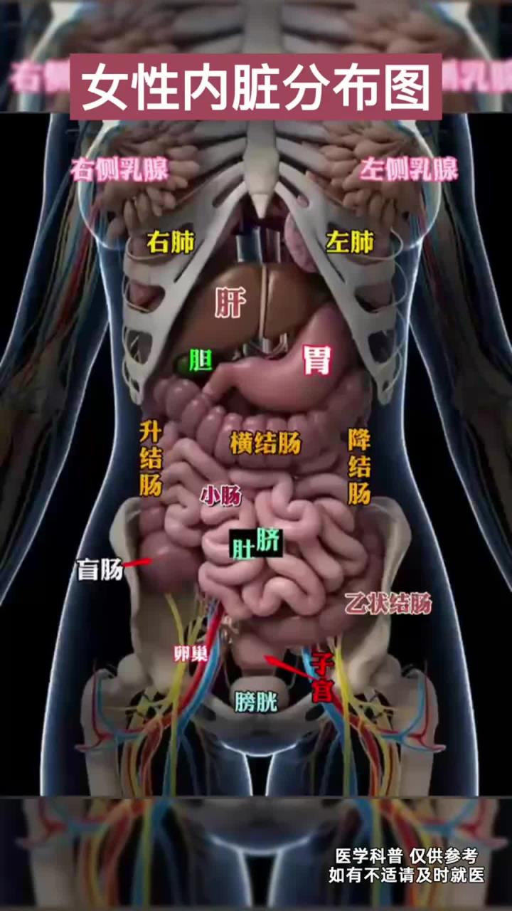 女性内脏分布图,可以自检一下!