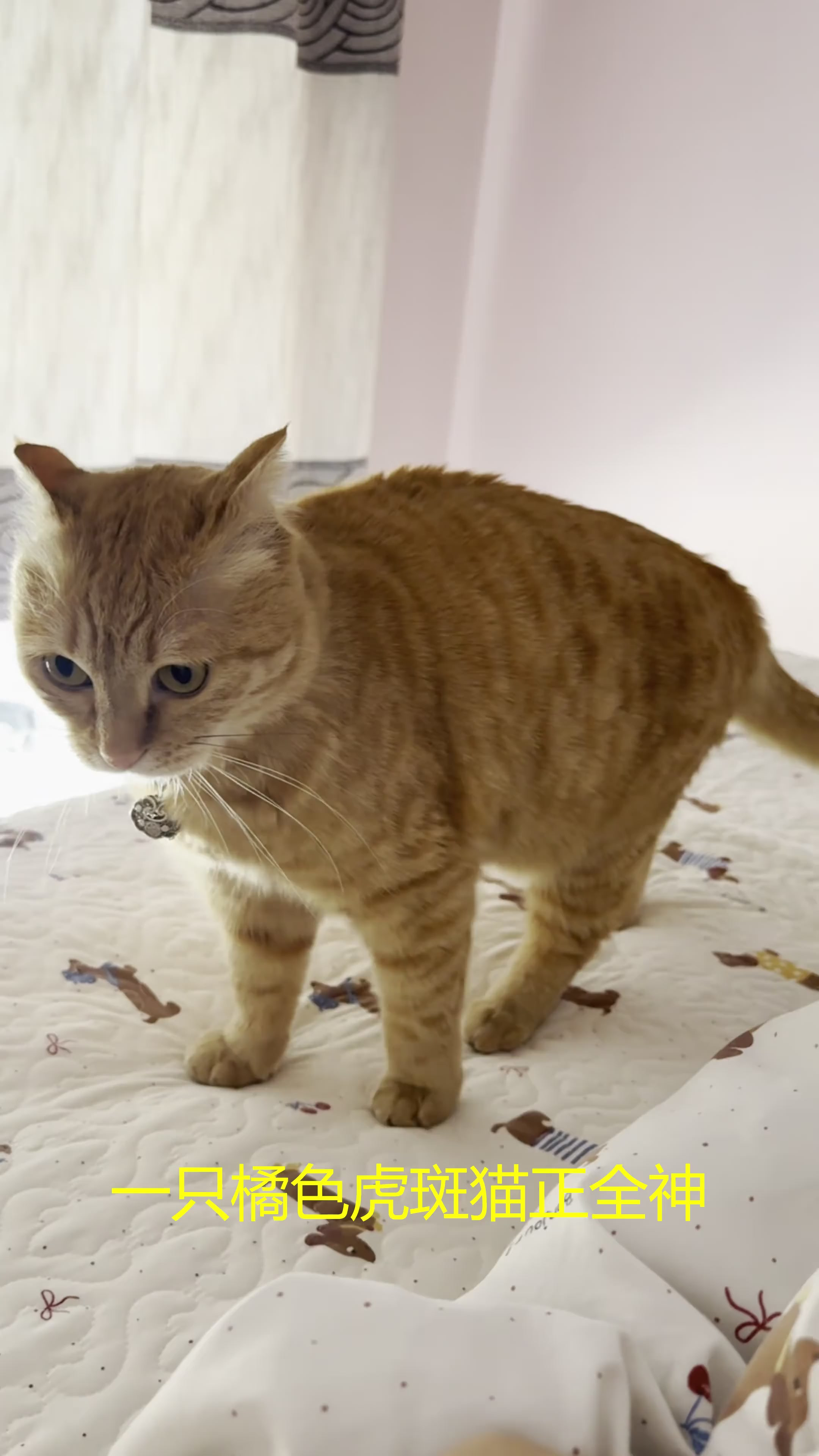 猫咪的小耳朵,飞机耳时超委屈
