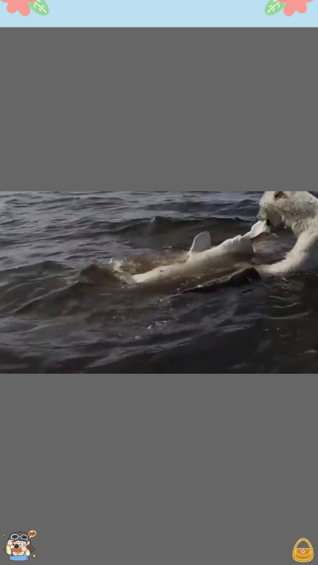 北极熊捕杀1吨重白鲸,一口咬住脑袋,使其当场毙命!