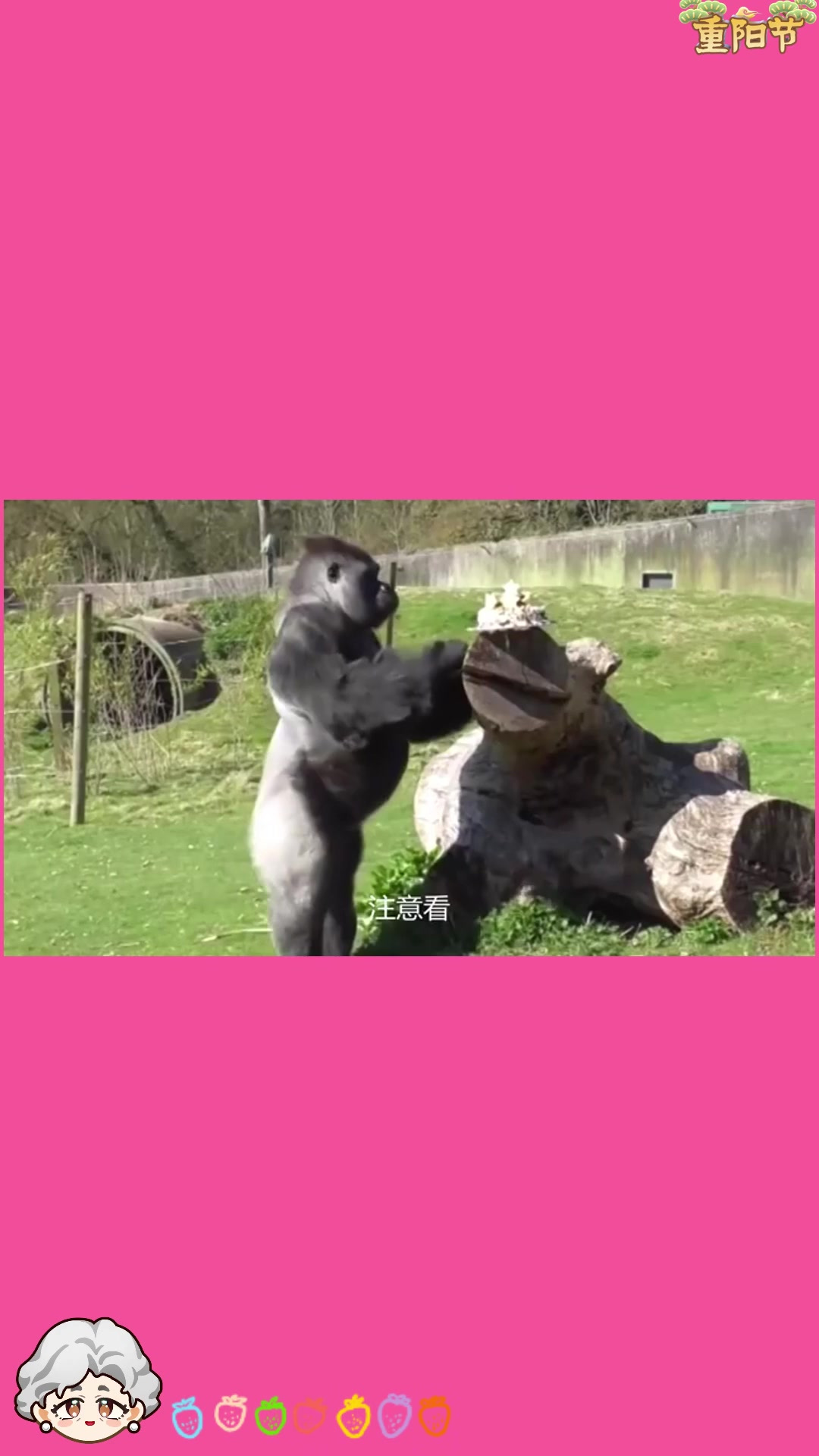 女孩模仿大猩猩捶胸,没想到却激怒了它,镜头拍下全过程