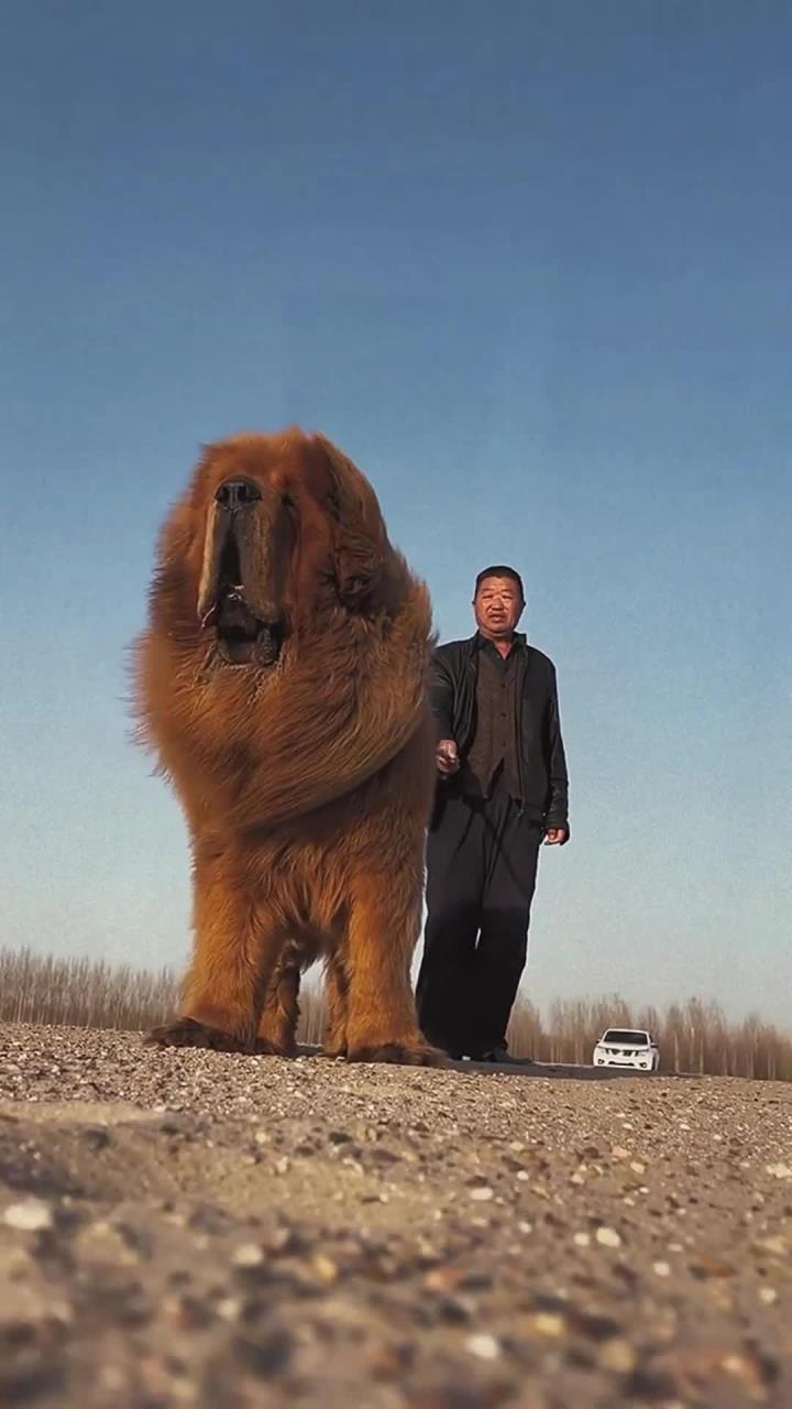 它是体重200多斤的藏獒呀?