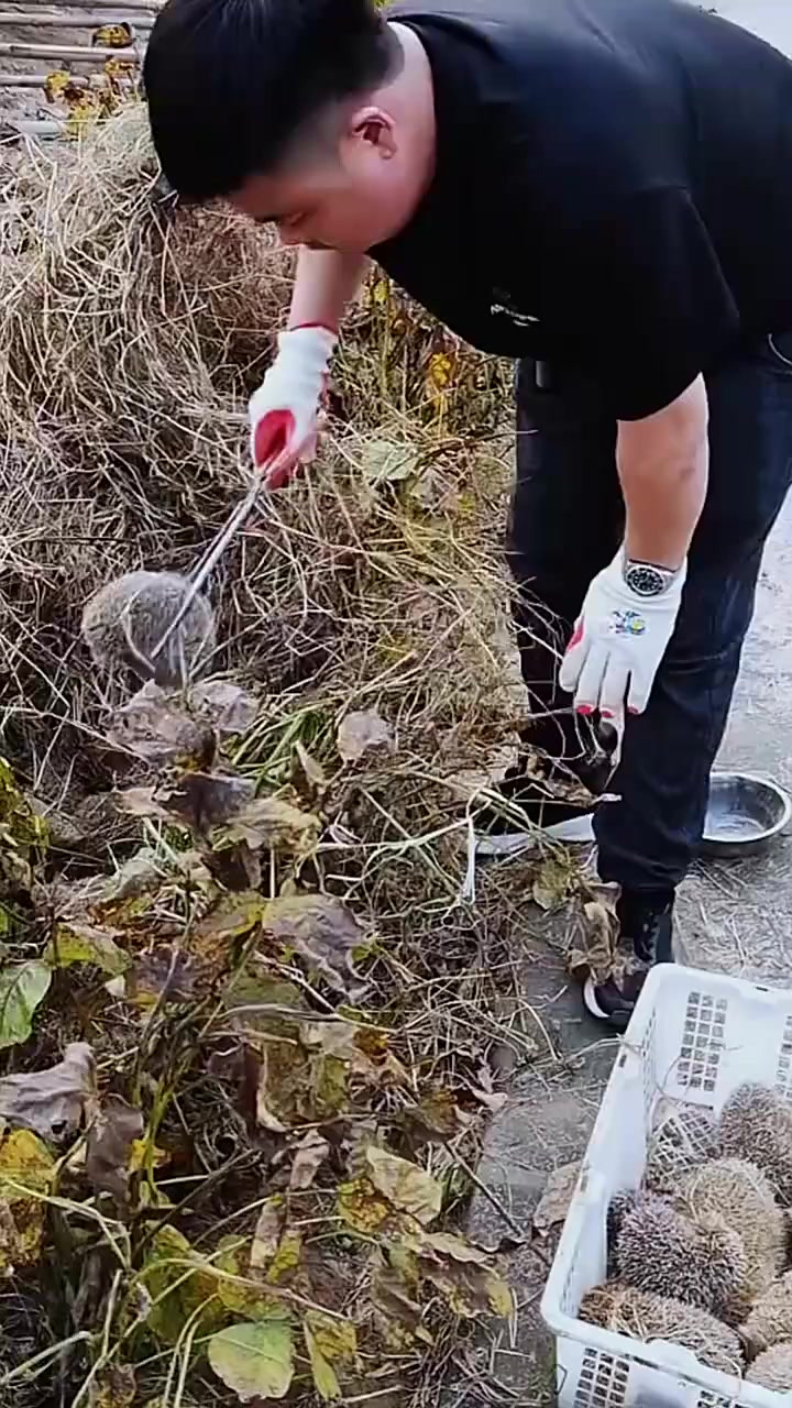 适合在农村创业的小型项目是什么(适合在农村创业的小型项目是什么意思)
