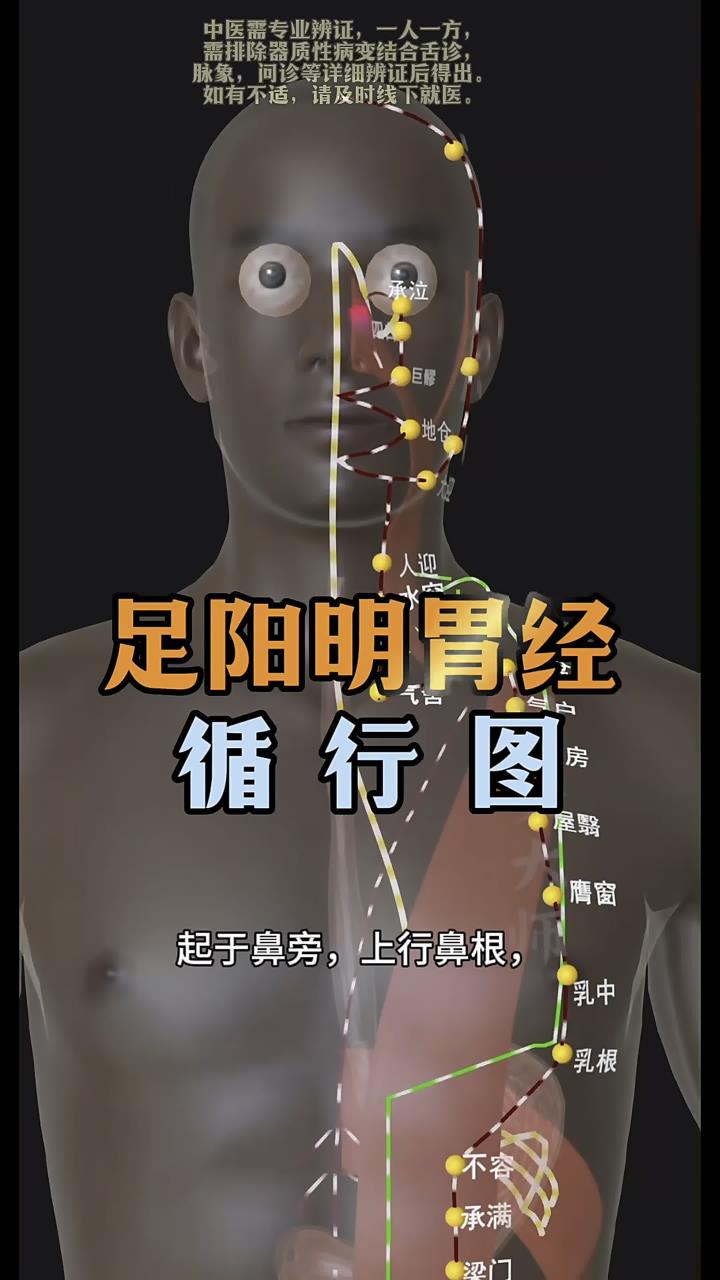十二经脉之足阳明胃经循行路径图