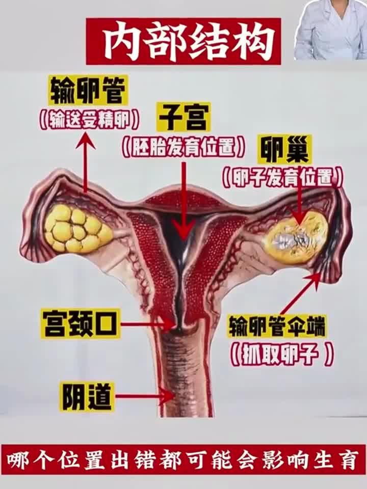 女性子宫内部结构探索