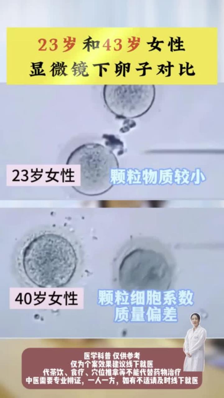 人造卵子_人造卵细胞