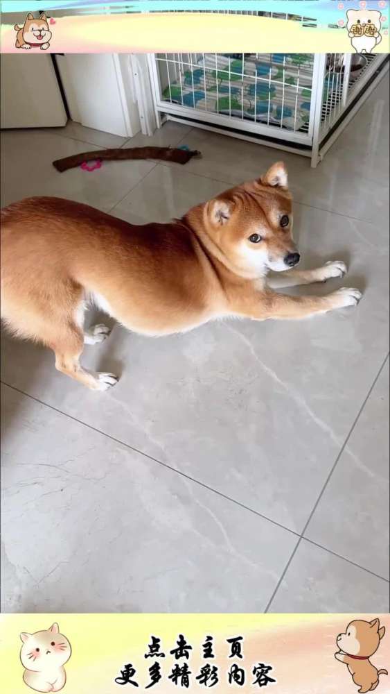 当小八嘎在拉伸时!,宠物,狗,好看视频