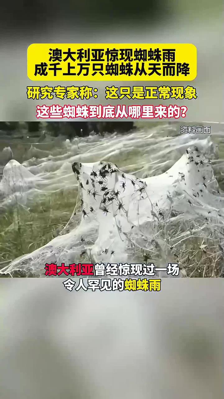 澳大利亚惊现蜘蛛雨成千上万的蜘蛛从天而降,专家:这是正常现象