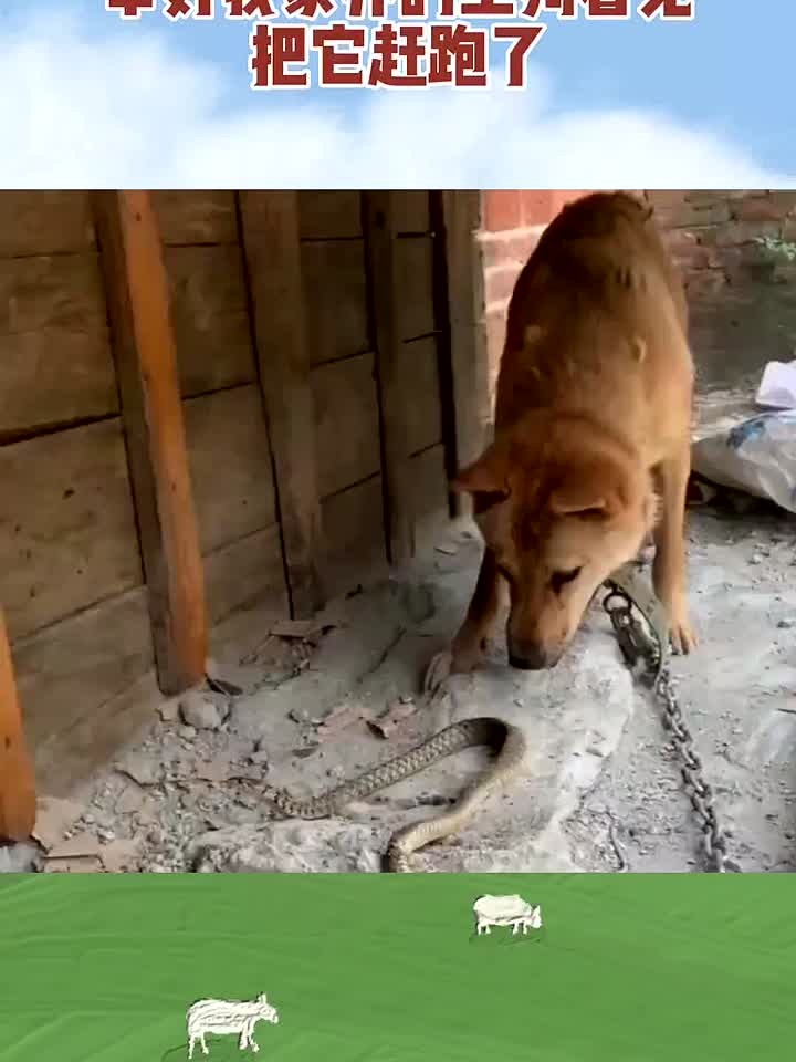 今天有条蛇爬到我家门口,幸好我家养的土狗看见,把它赶跑了